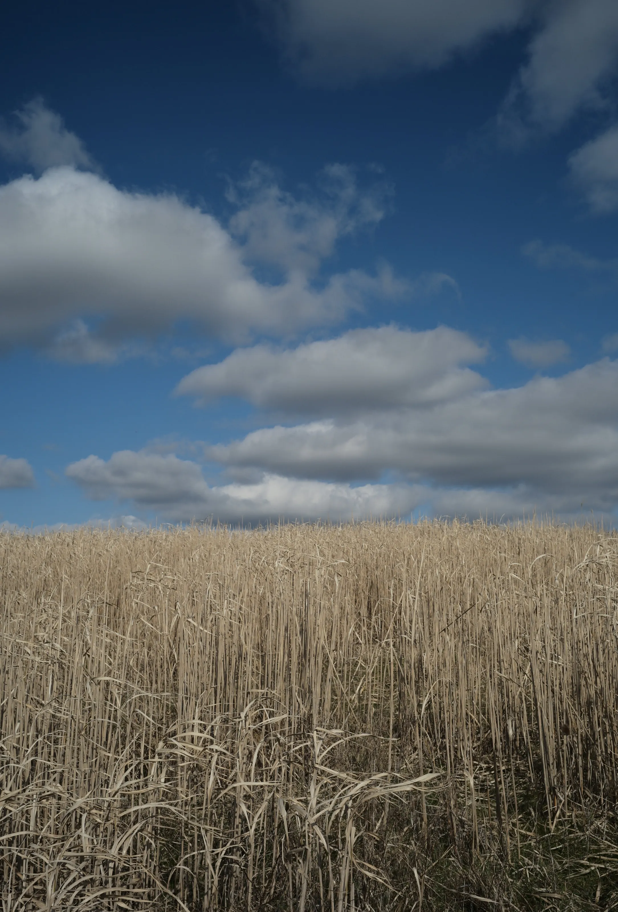 Cornfield and sky