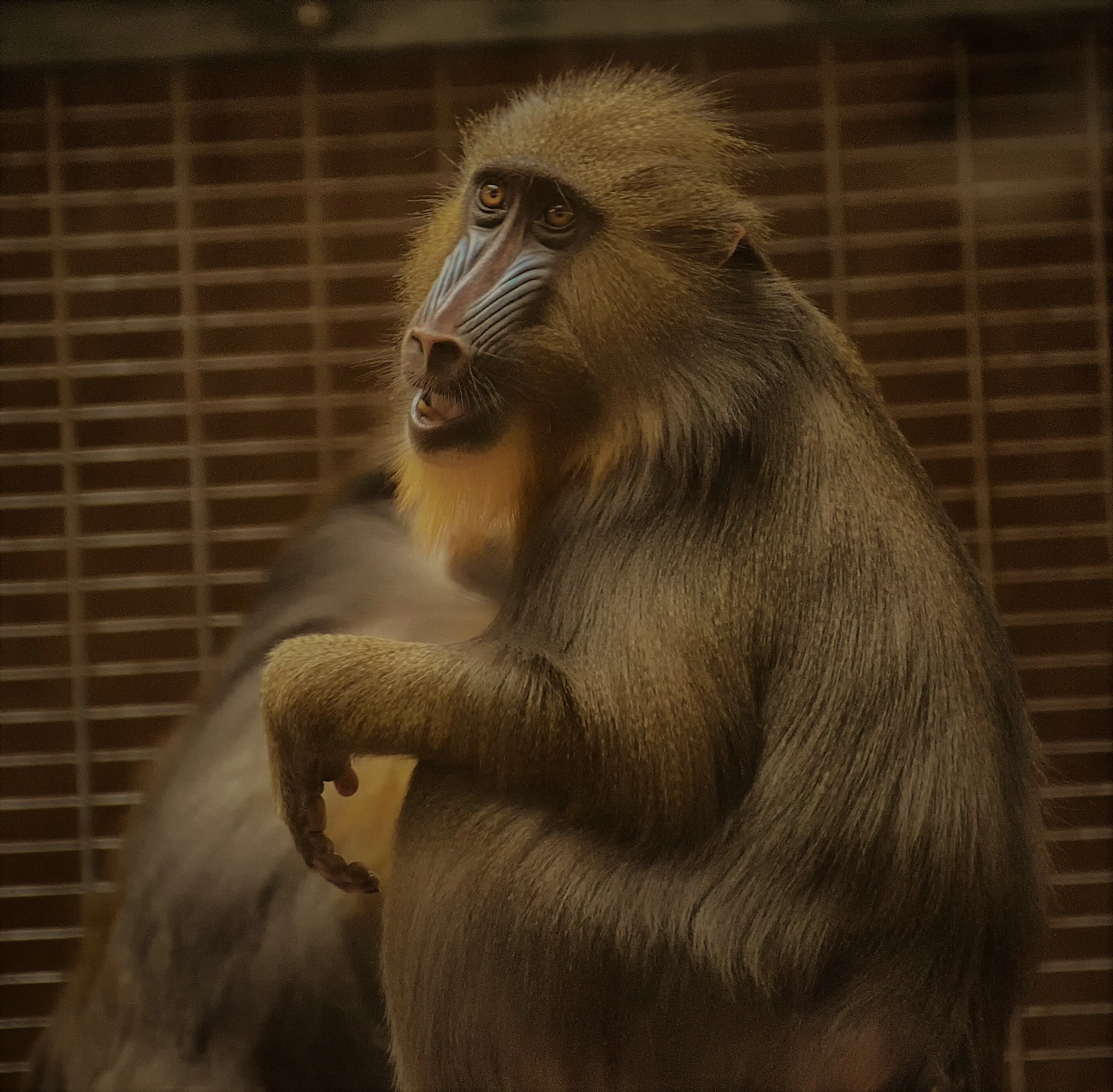 Chester zoo