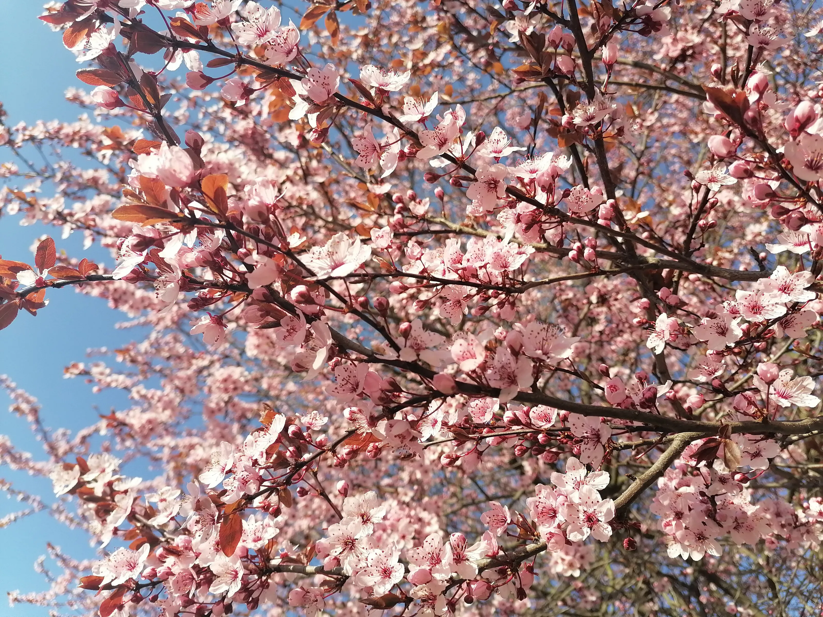 Beautiful pink coloured blossom during a sunny day in spring.