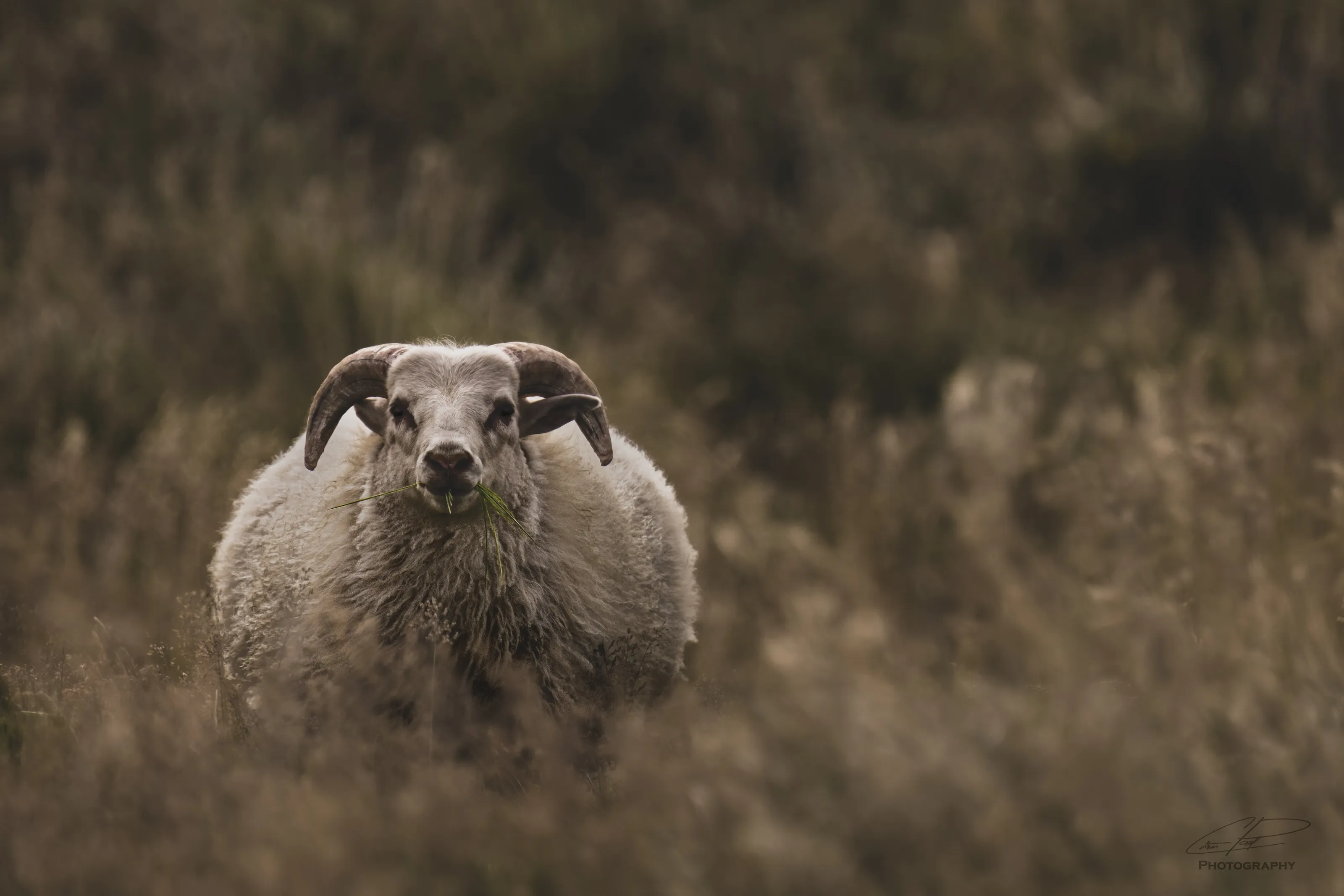 Sheep in the Pasture