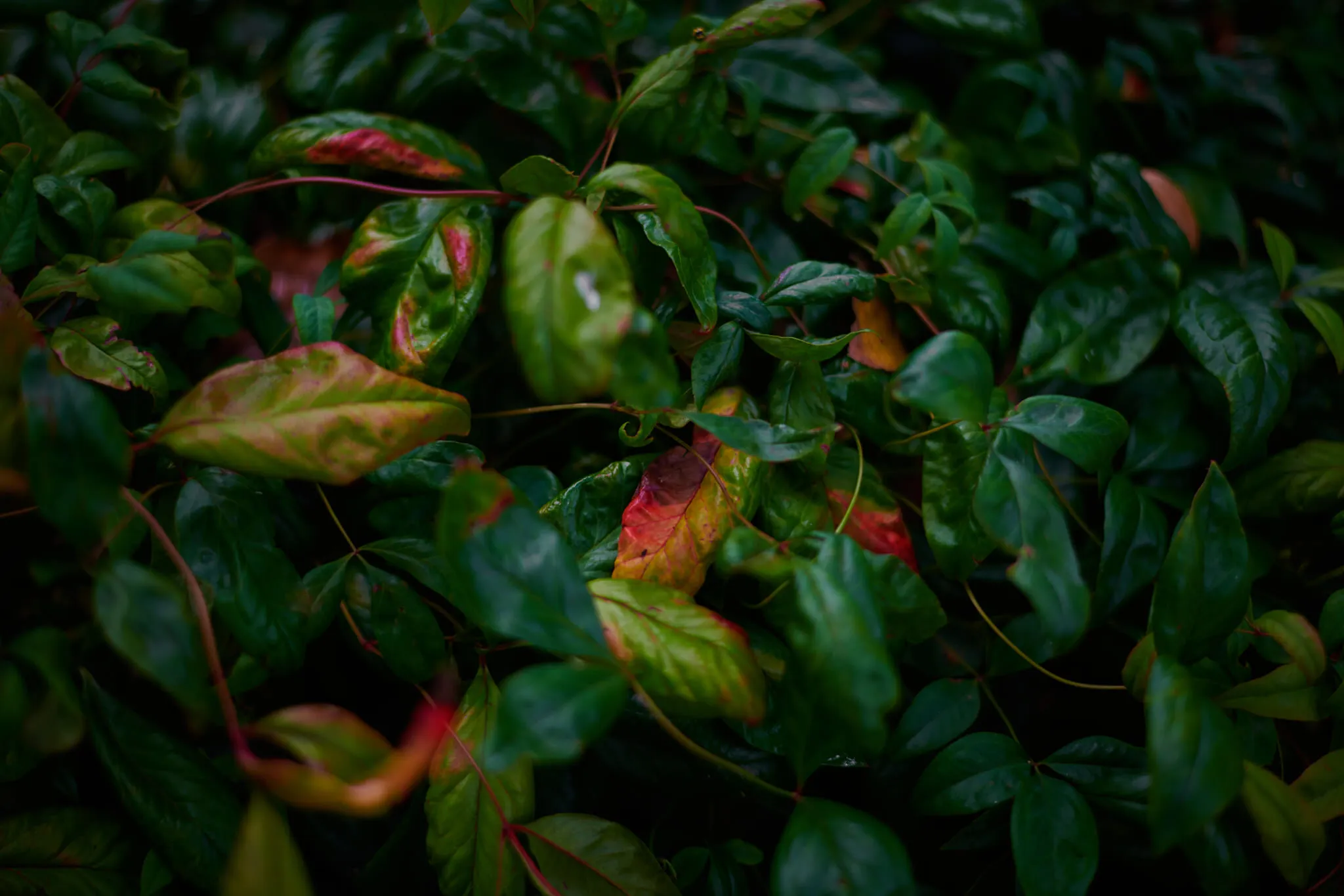 Autumn
