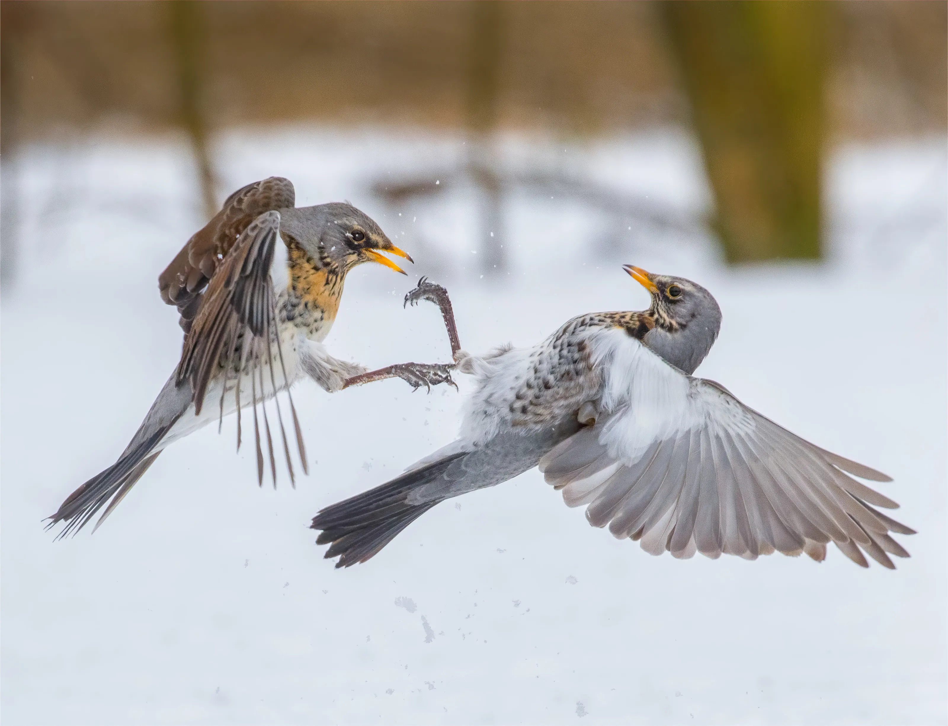 Duelling Fieldfares