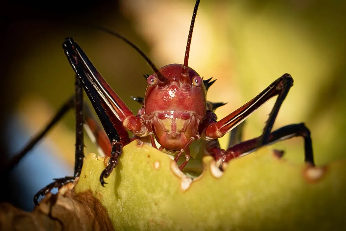 Entry 9460002