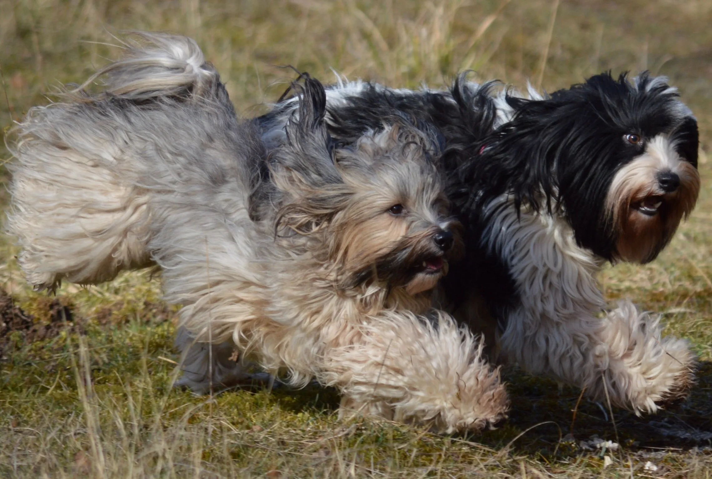 My dogs.