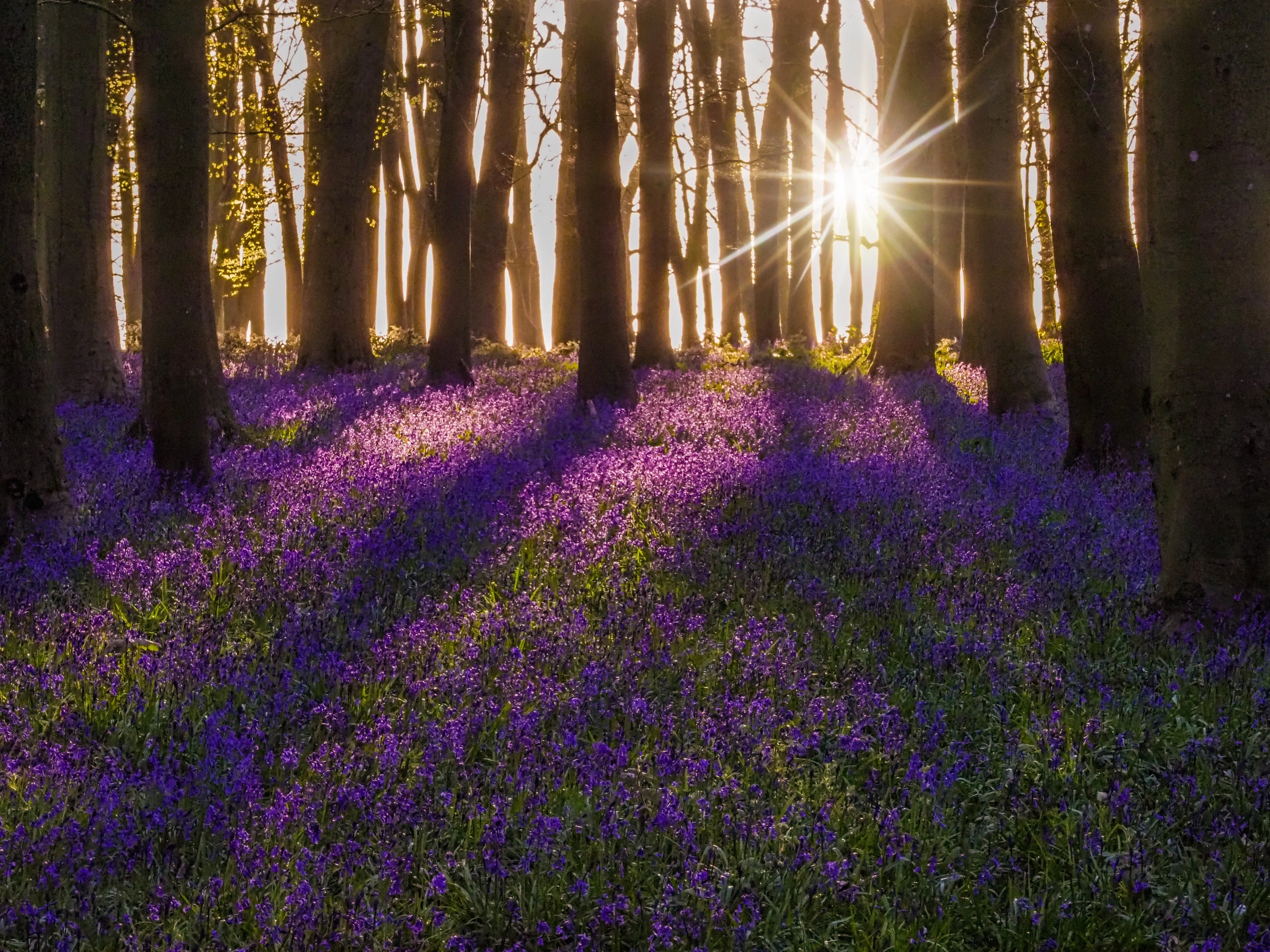 Bluebells