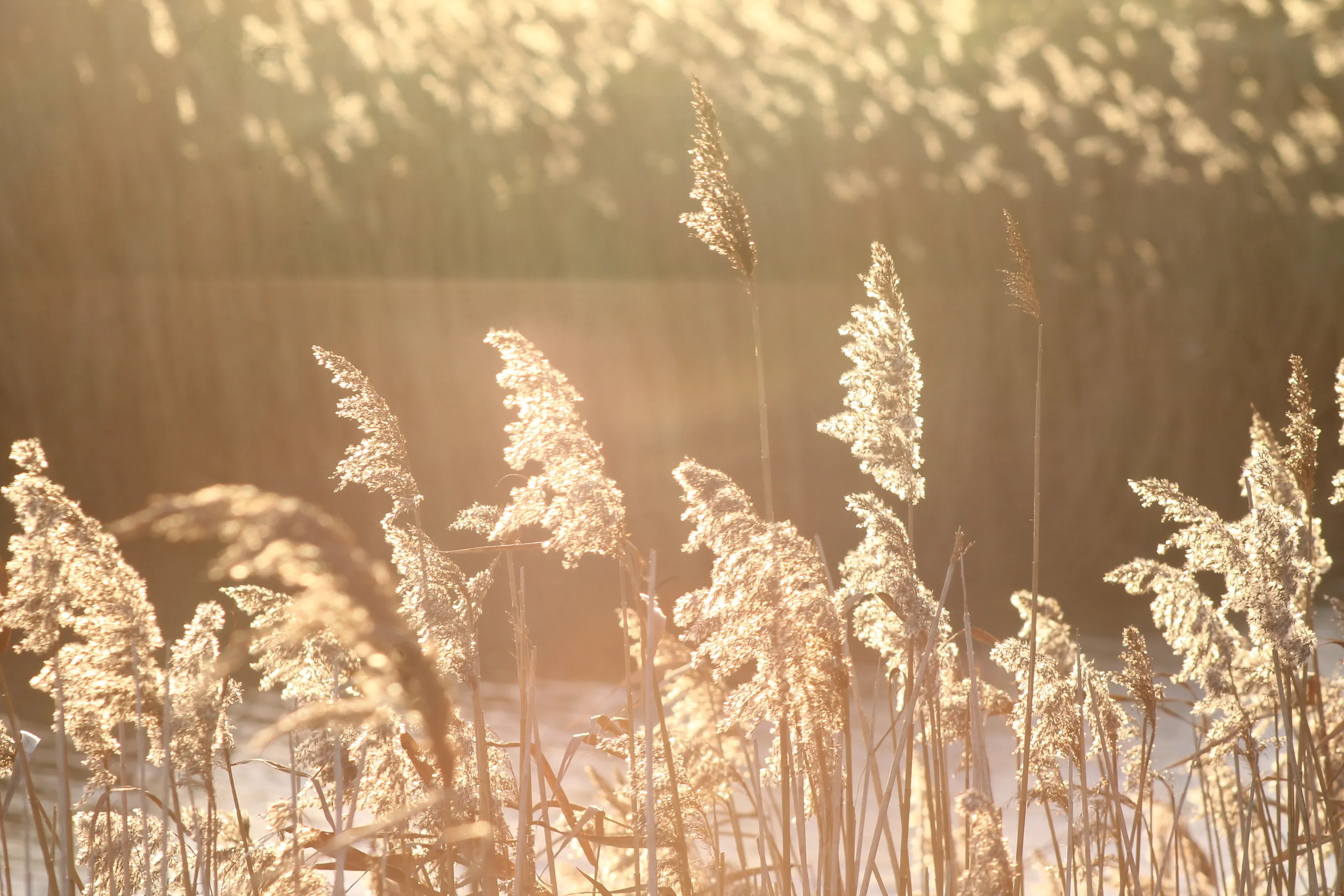 sunset on the river bank