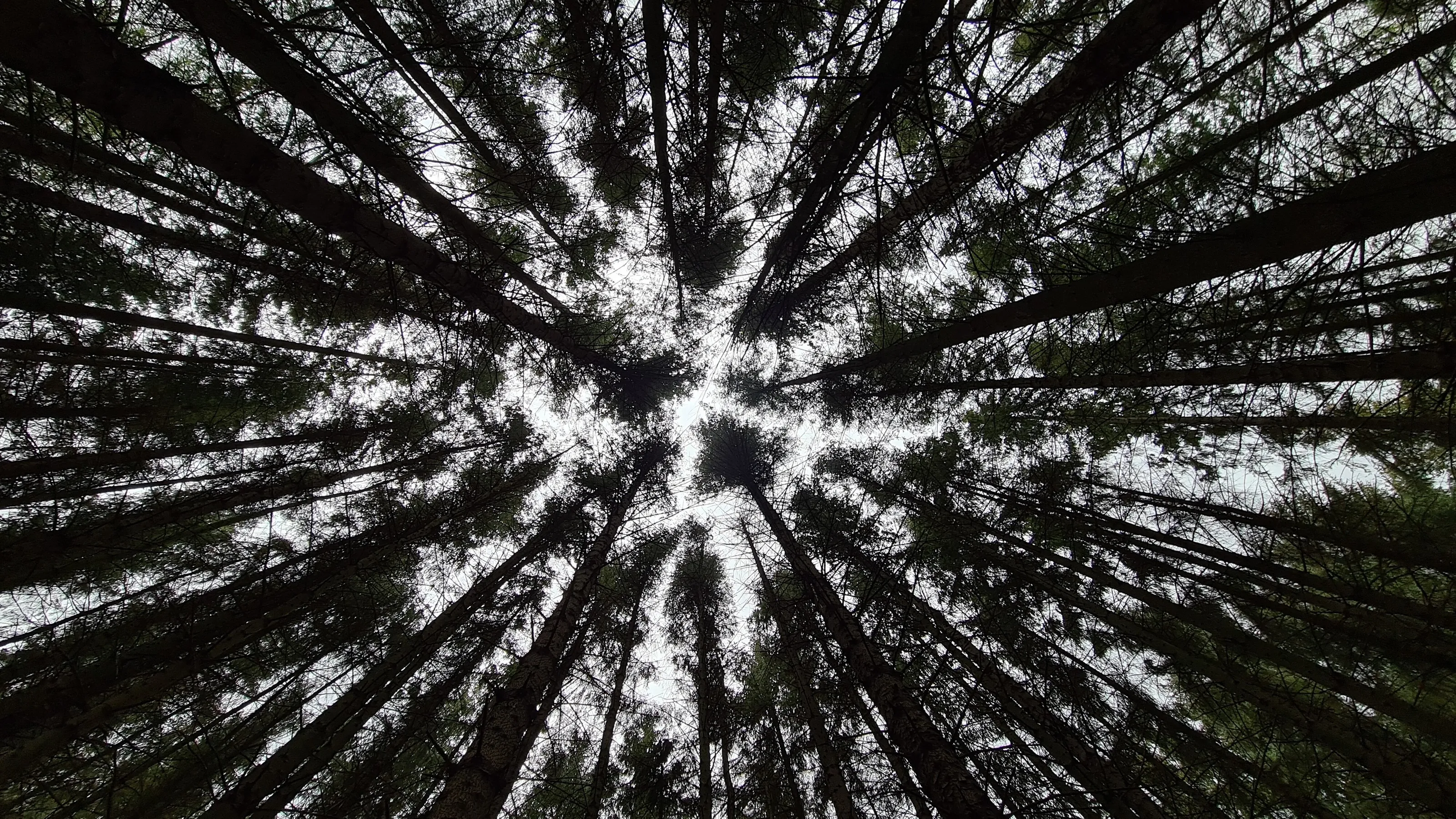 Never forget to look up.