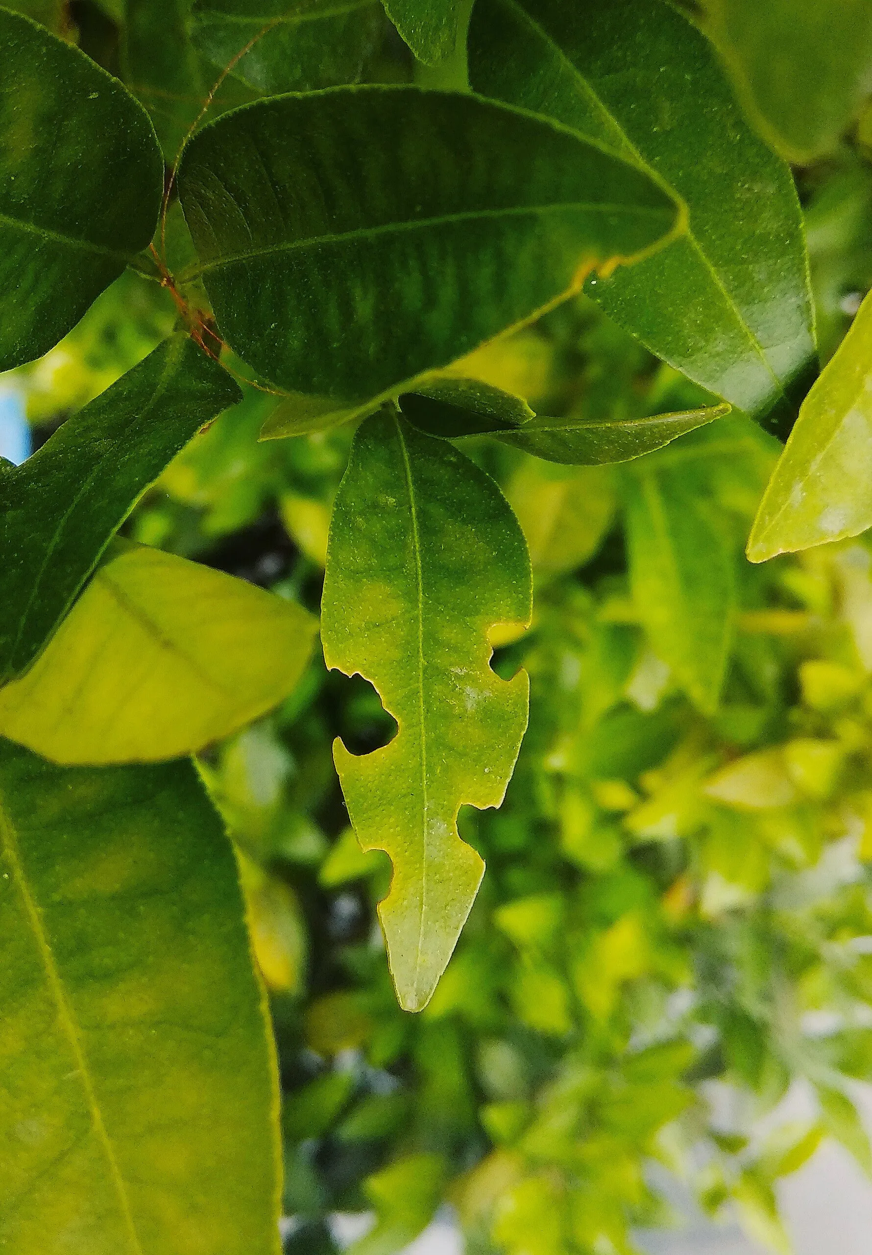 Citrus leaves