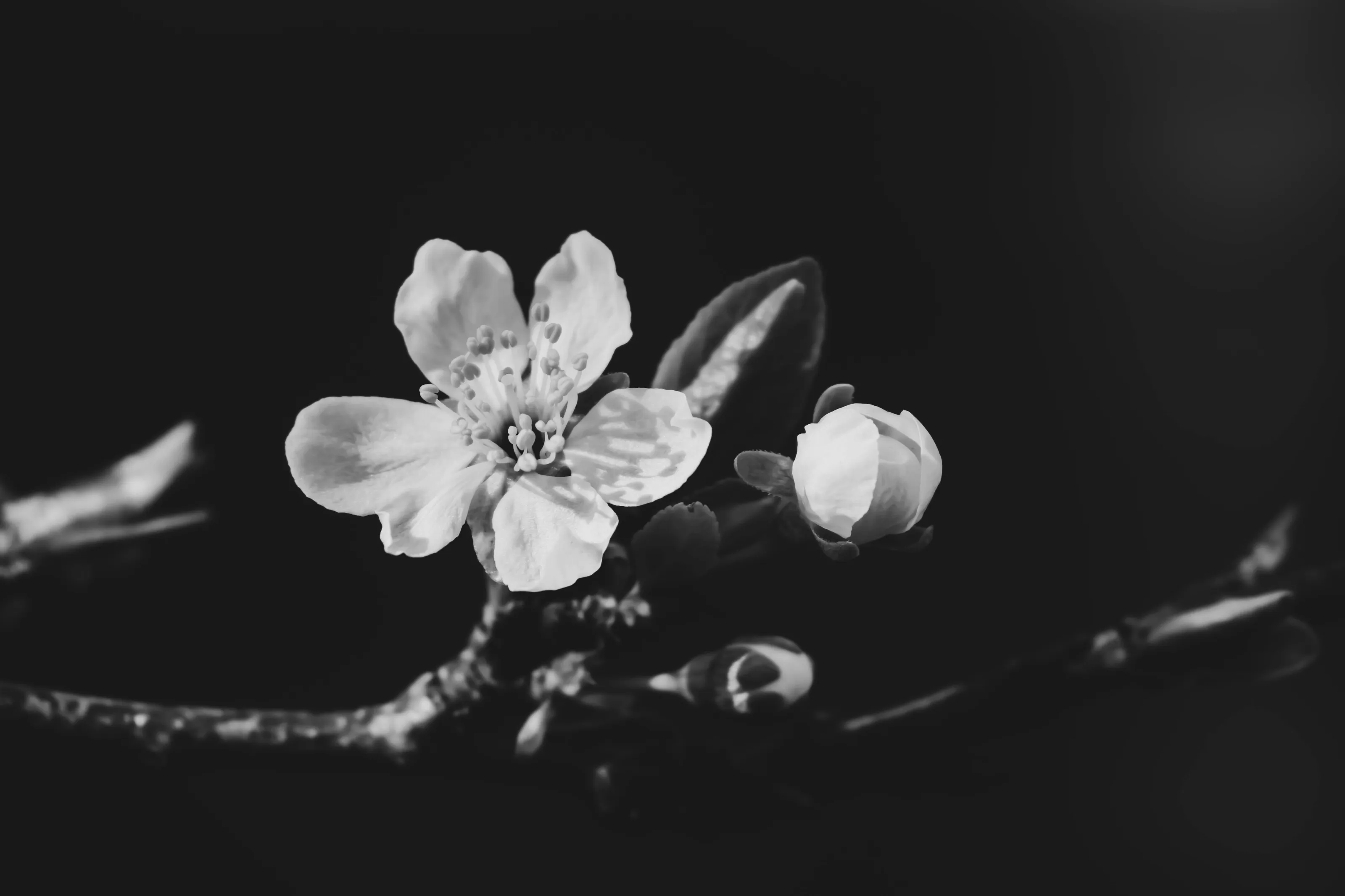 Black And White Flower Photography