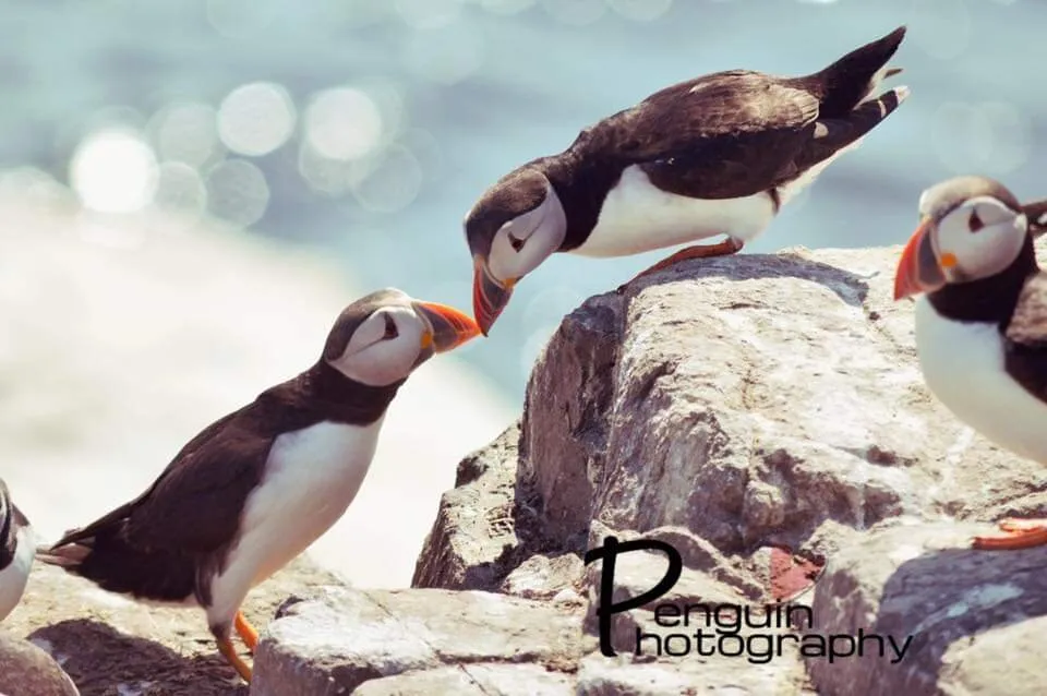 Puffin kisses
