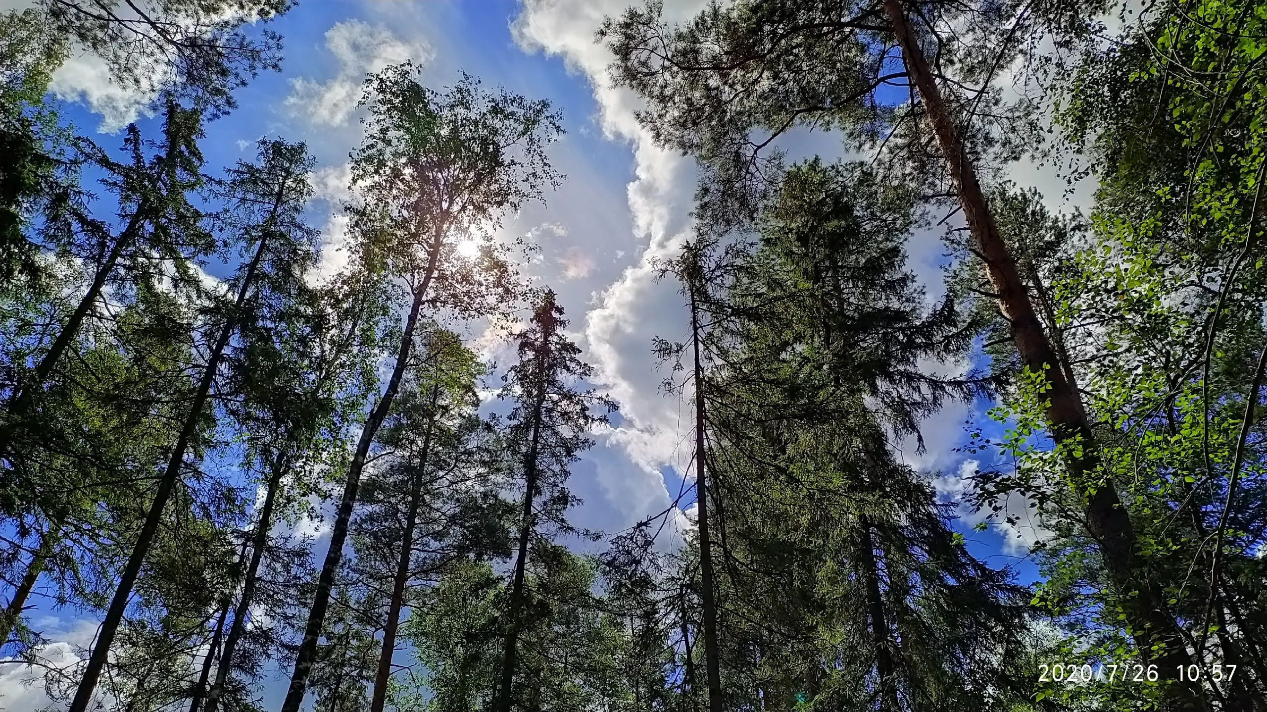 Quiet forest