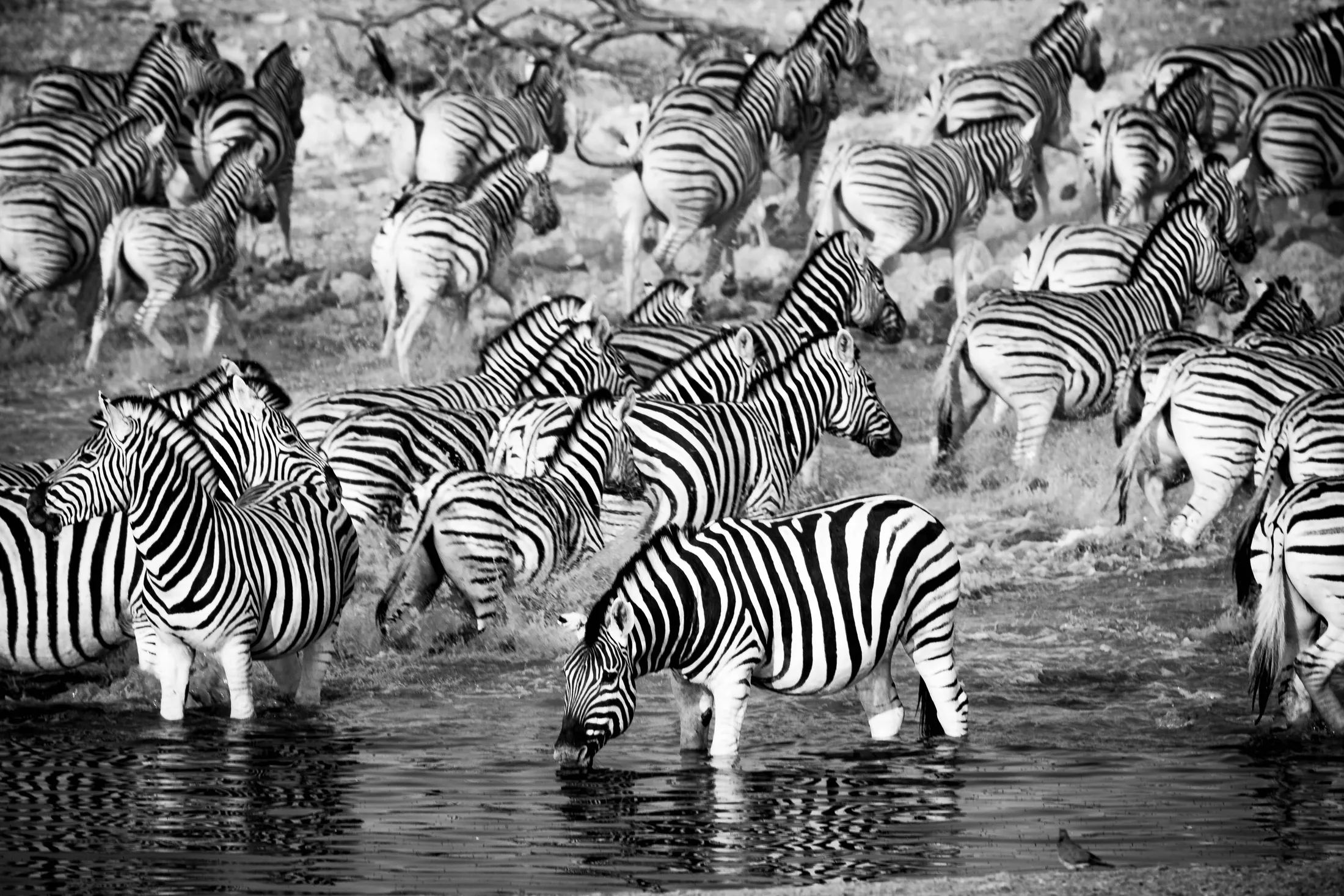 Brave zebra
