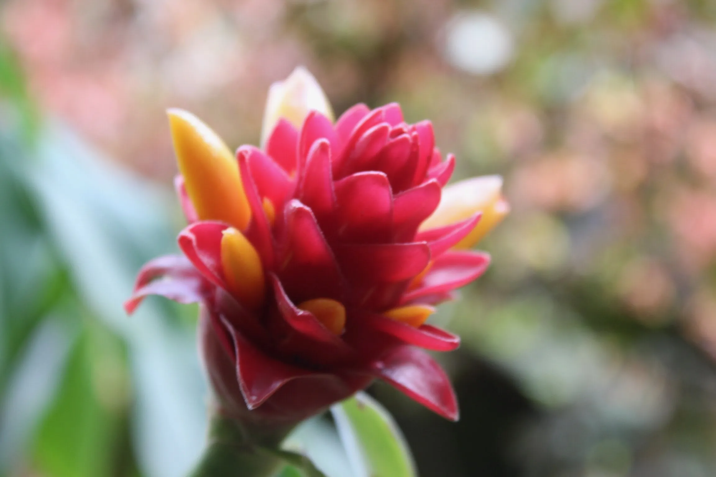 Lovely Tropical Flower