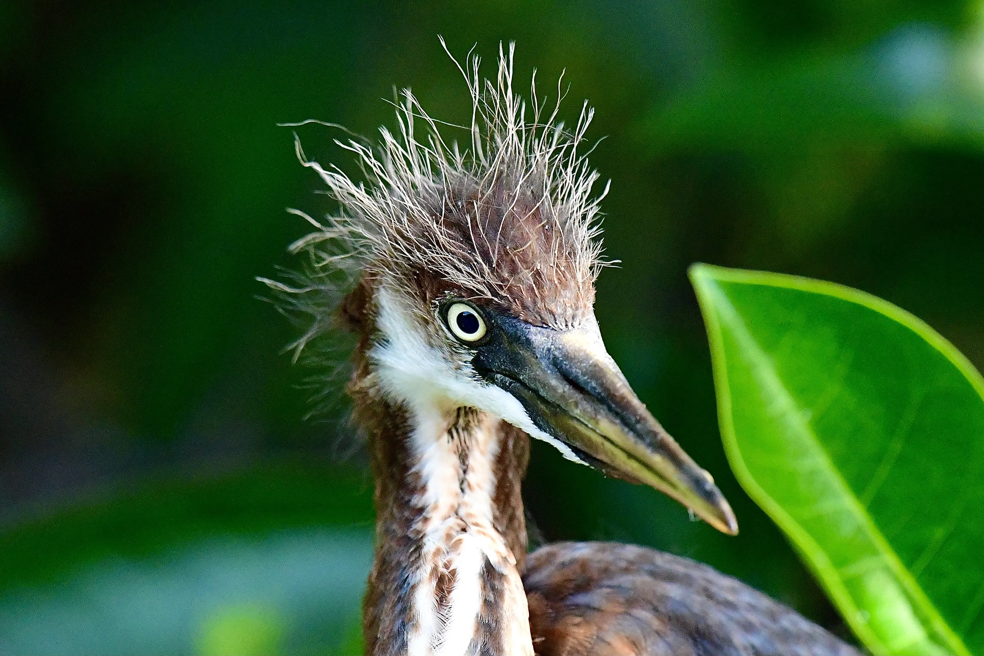 Bad hair day