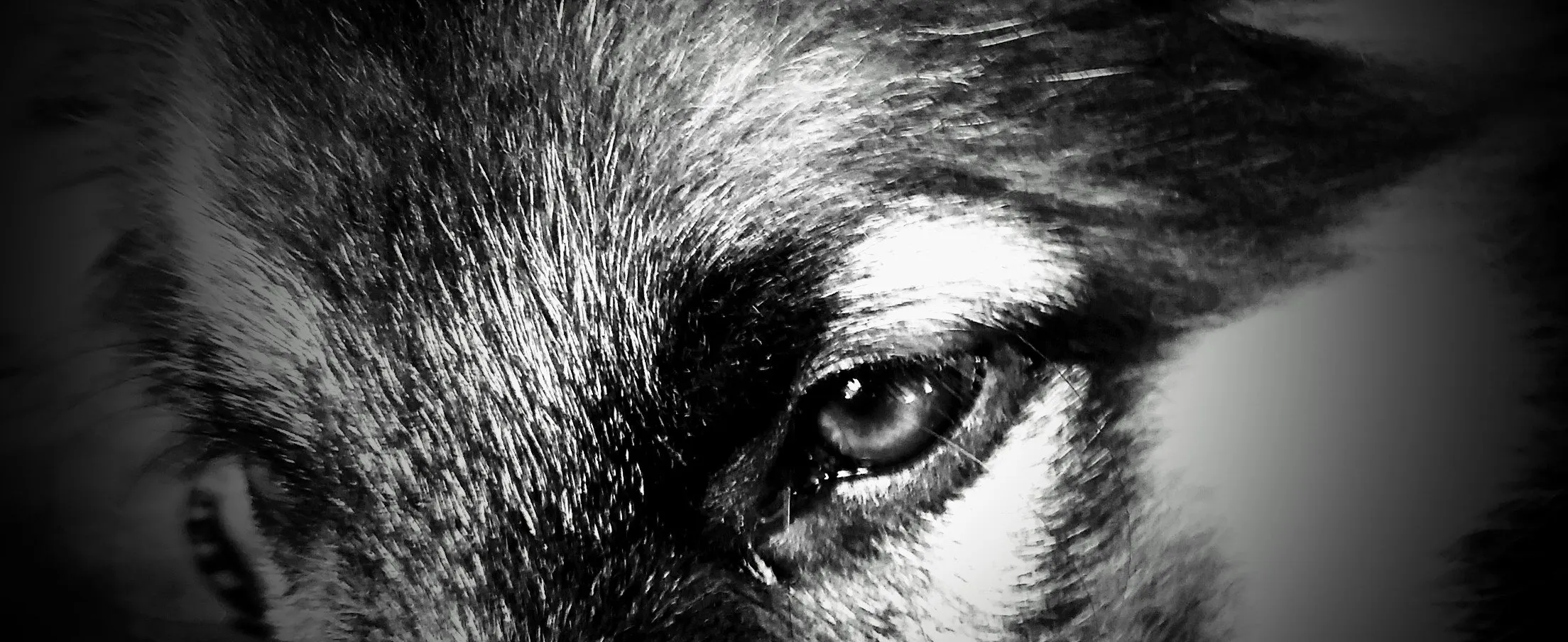 Wolfy