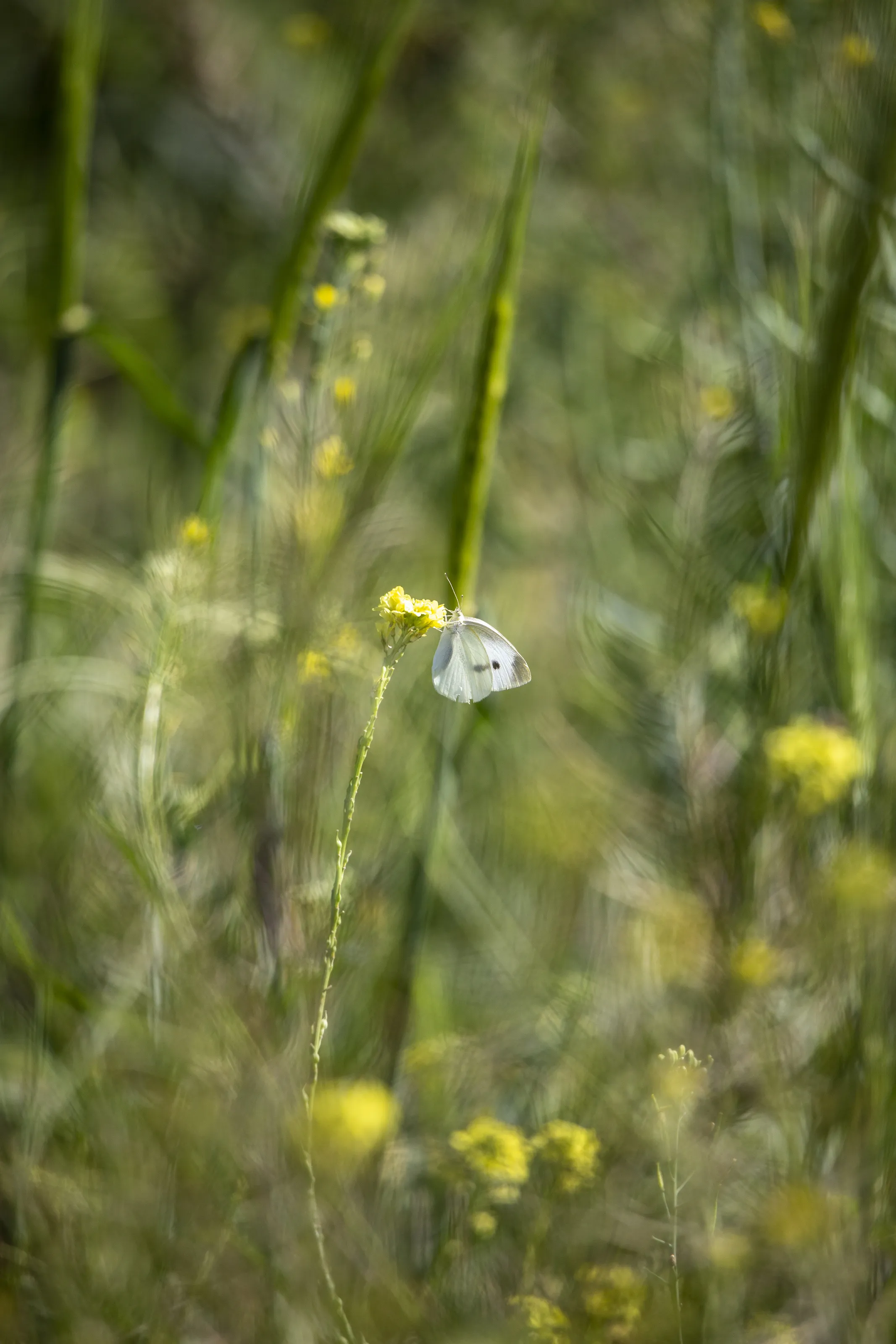 the butterfly