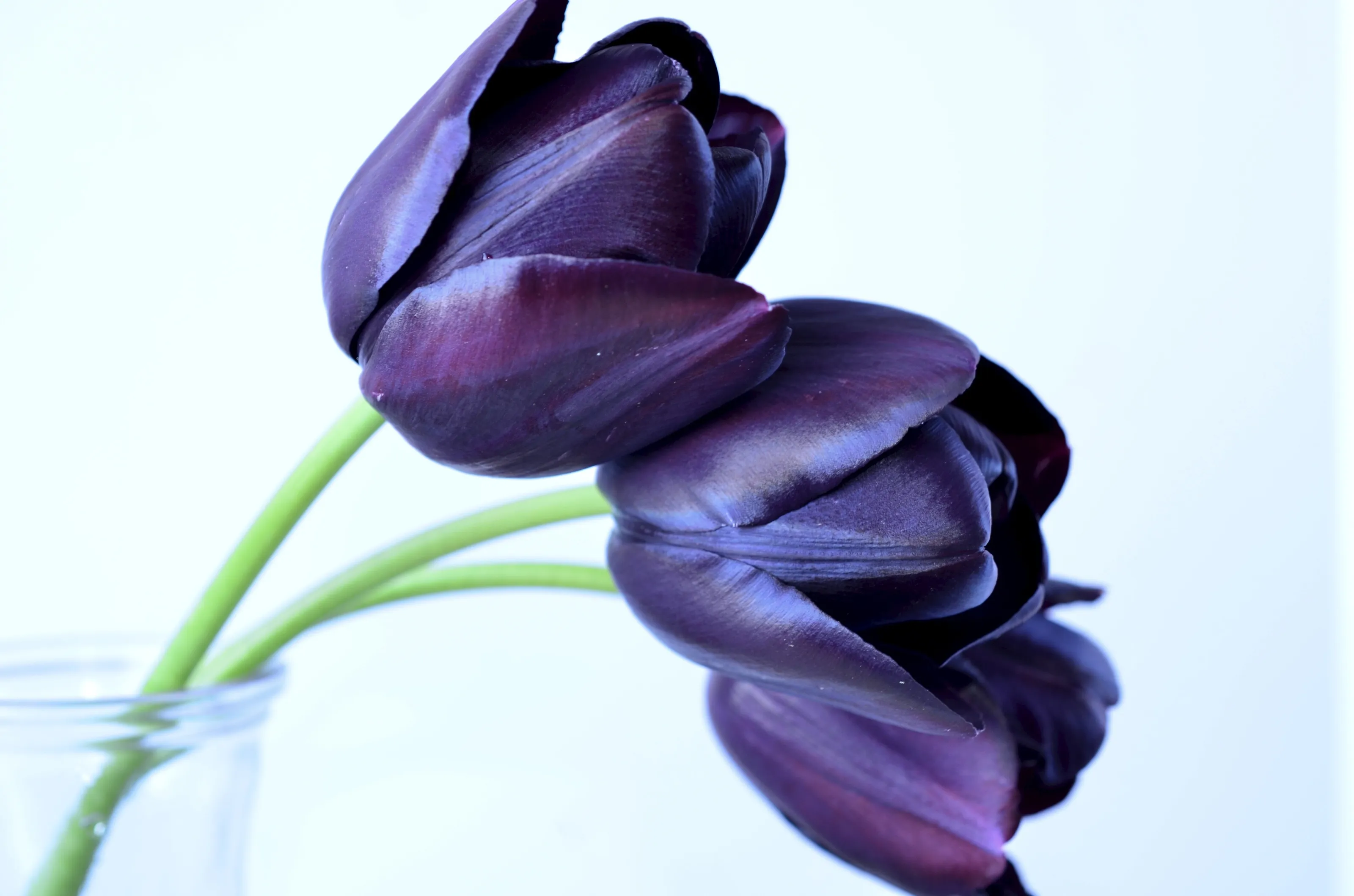 Three tulips