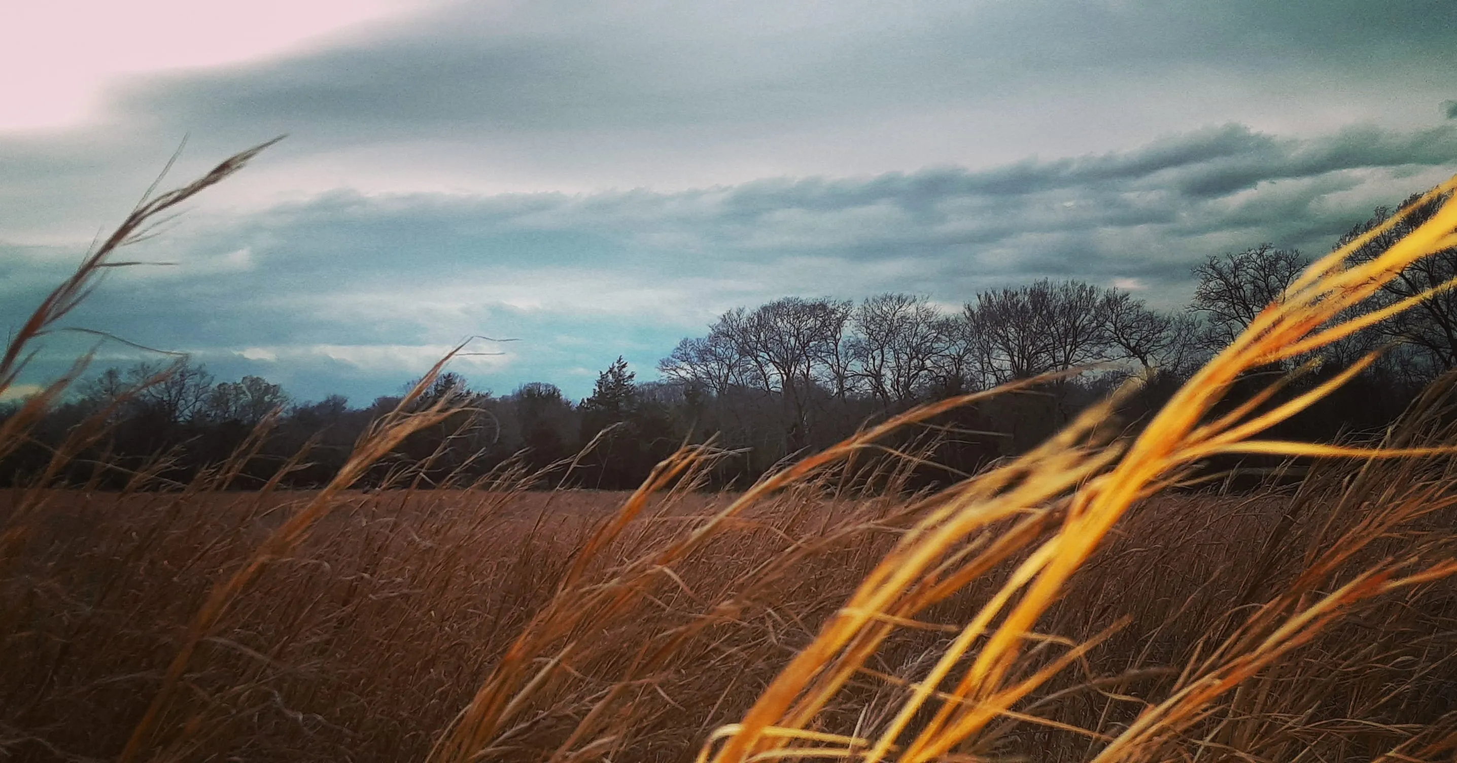 Wheat field :)