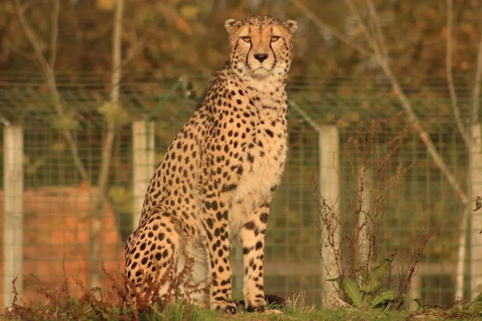 Cheetah
