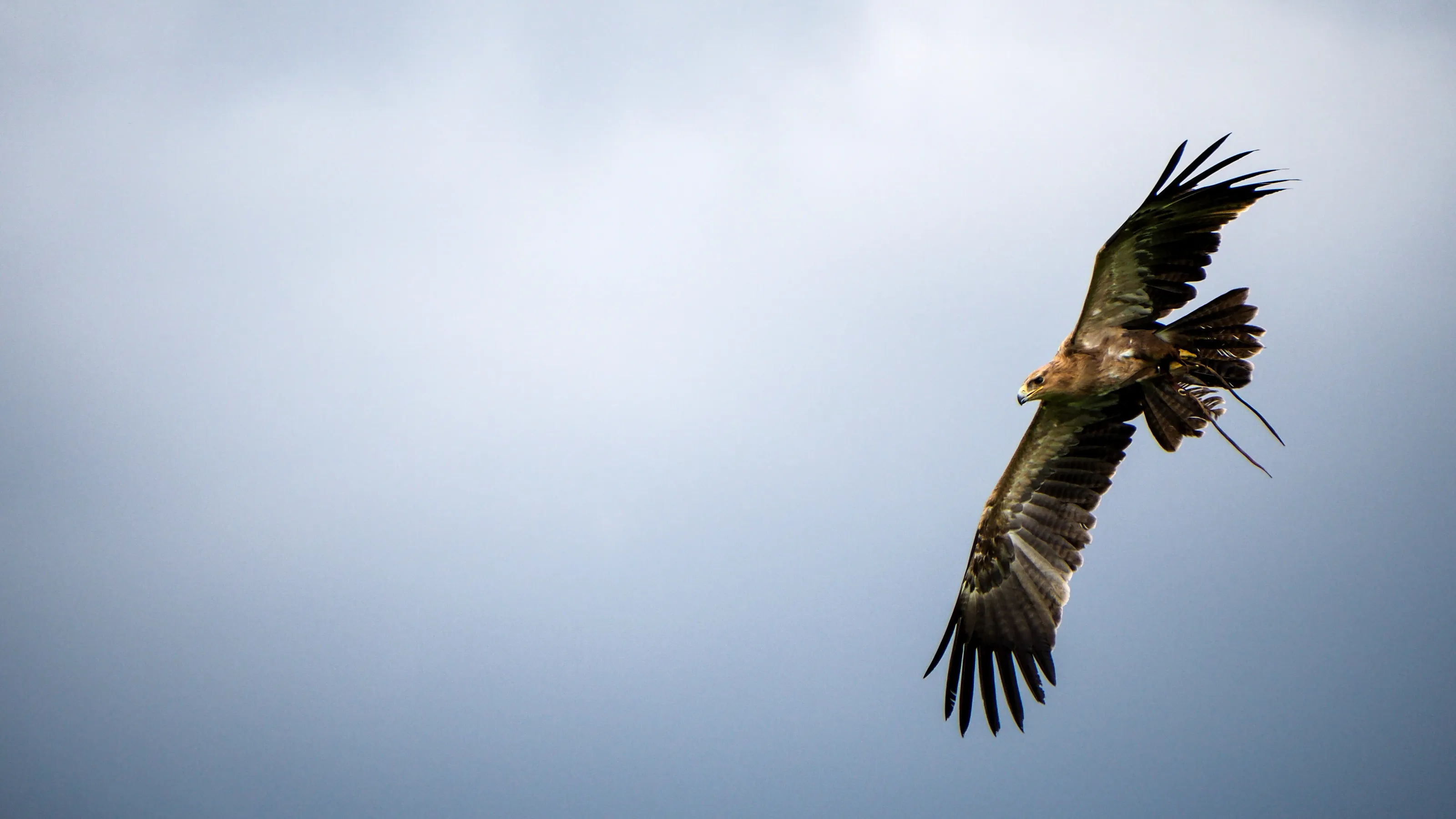 Soaring High