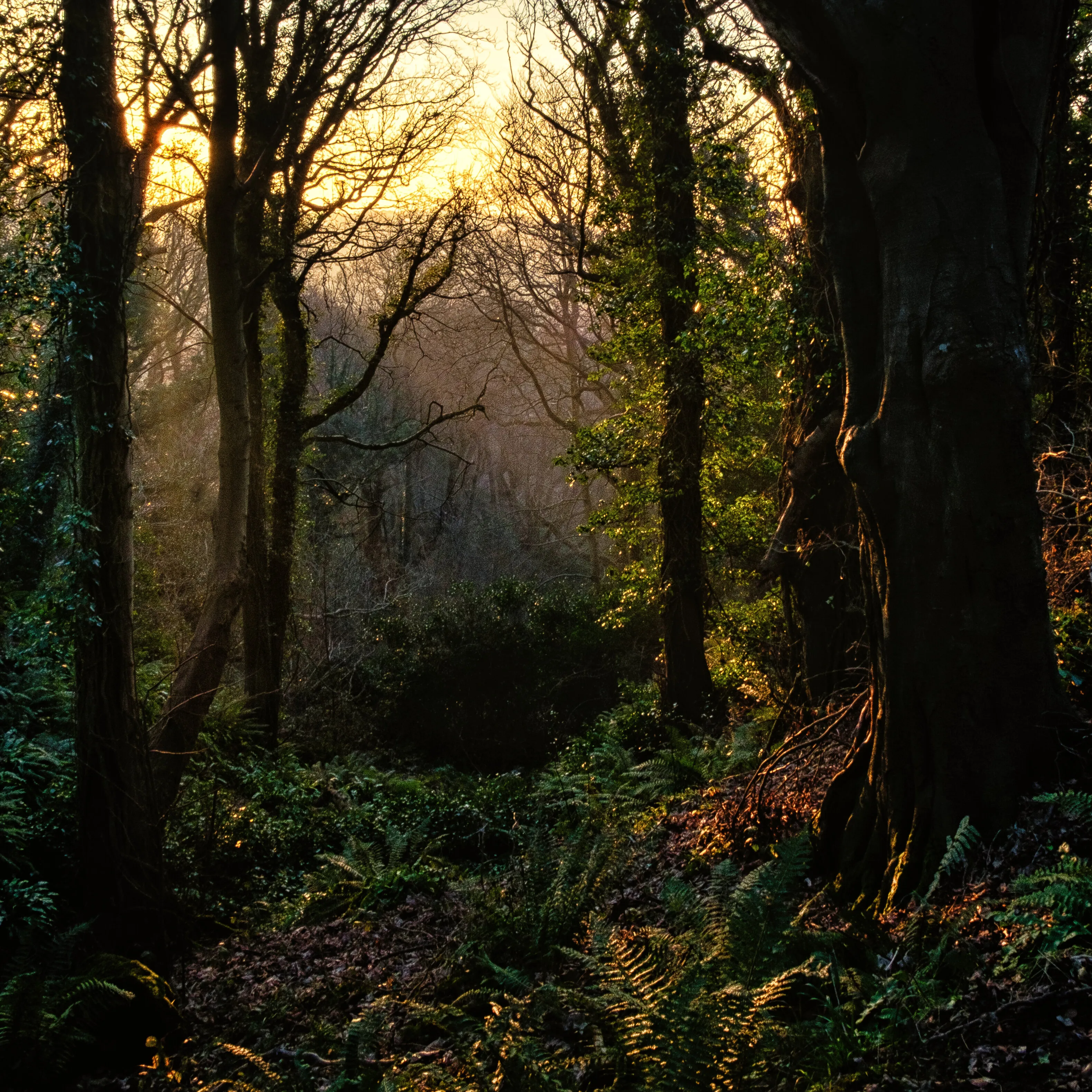 Fairlight Glen