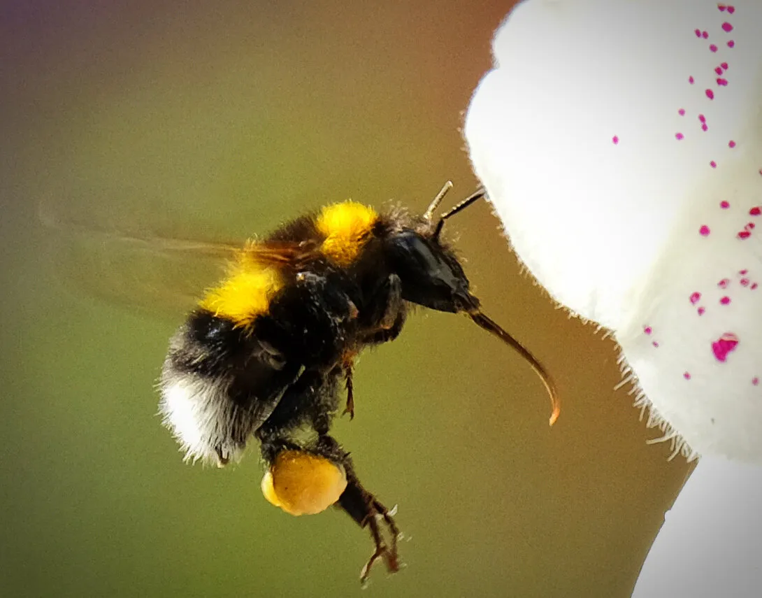 Entry 10398403