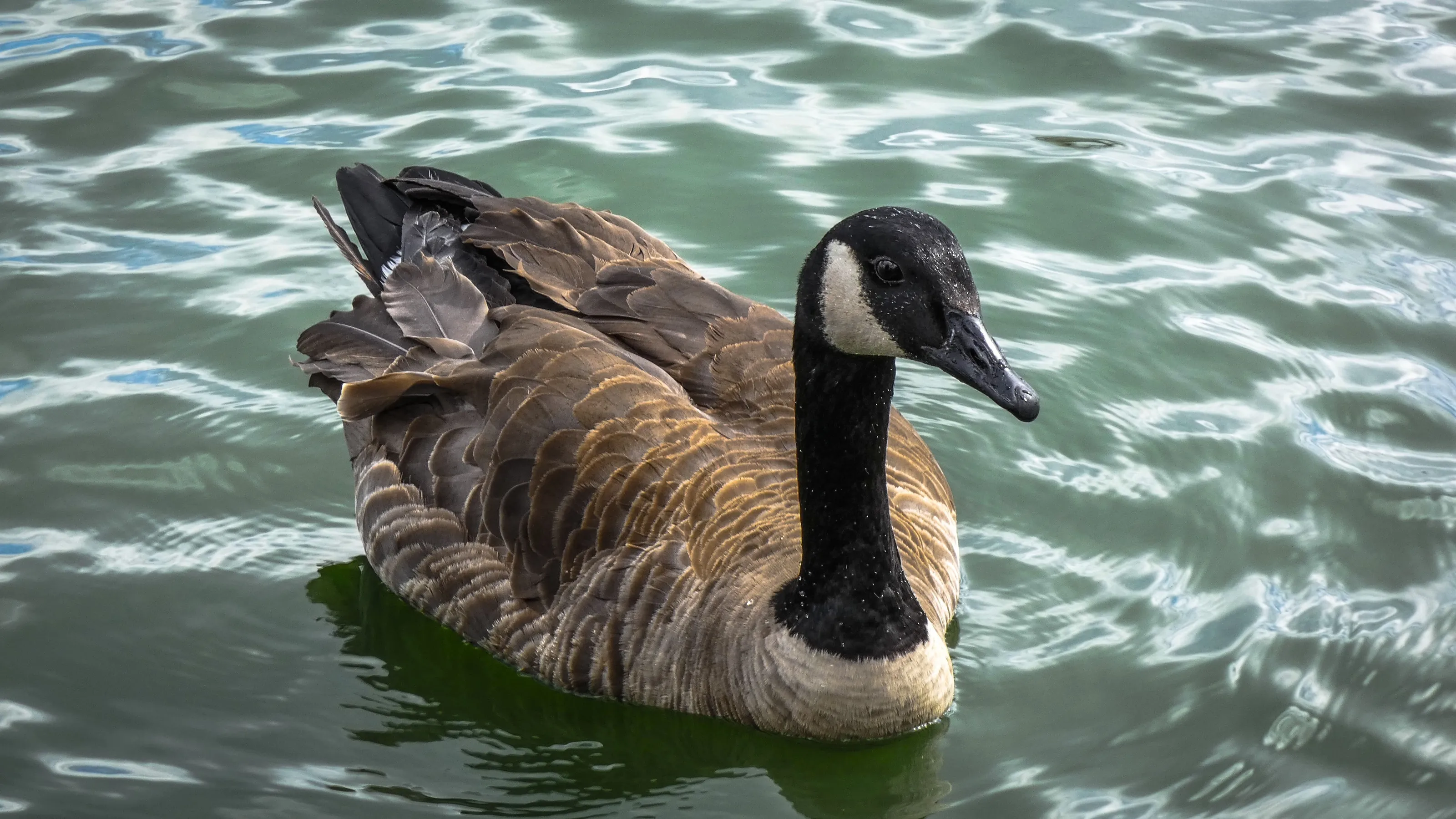 Goose time