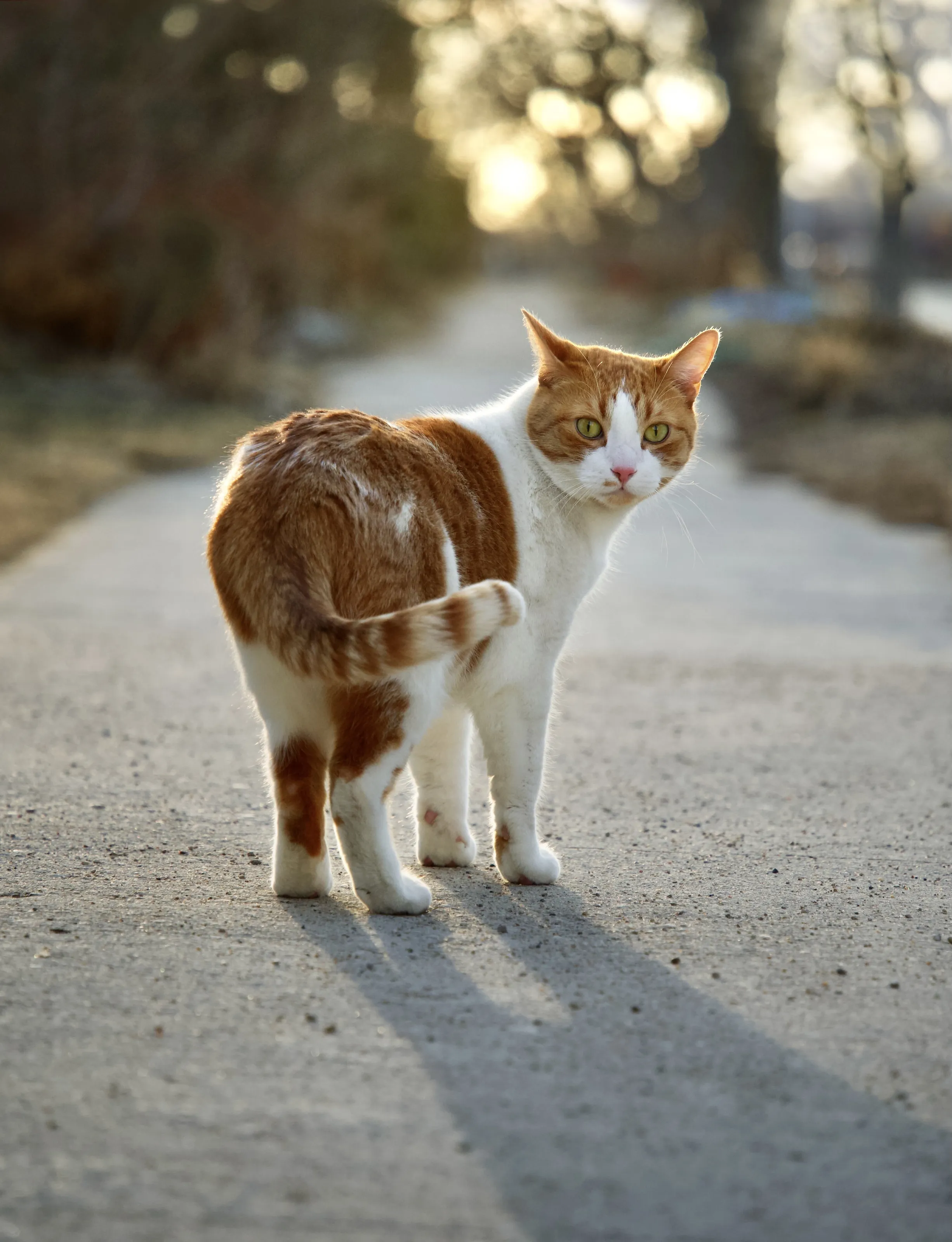 Golden Hour Cat