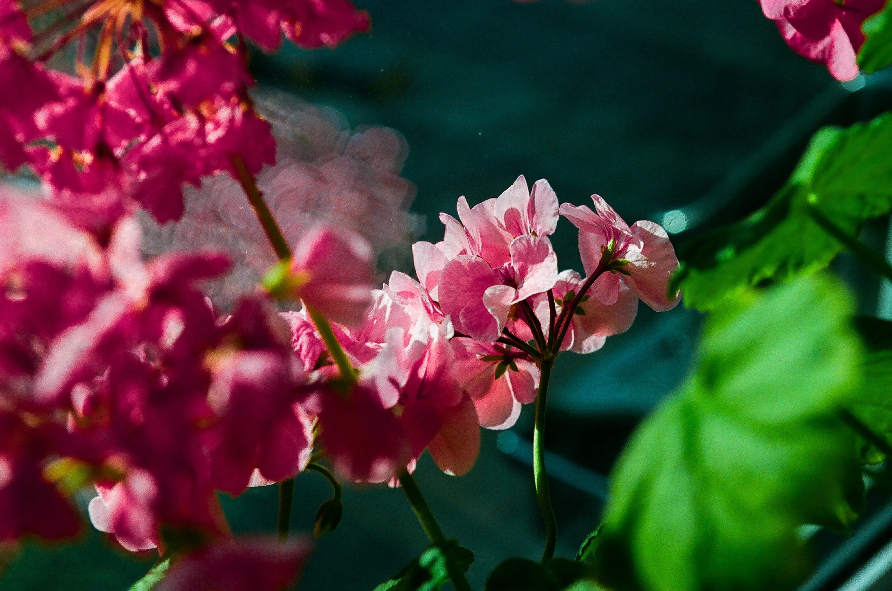 Salmon Geranium
