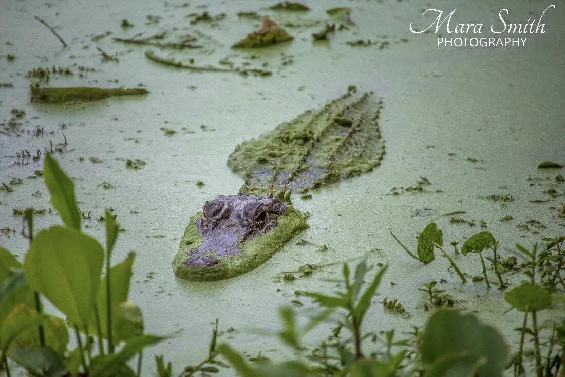 Camouflage