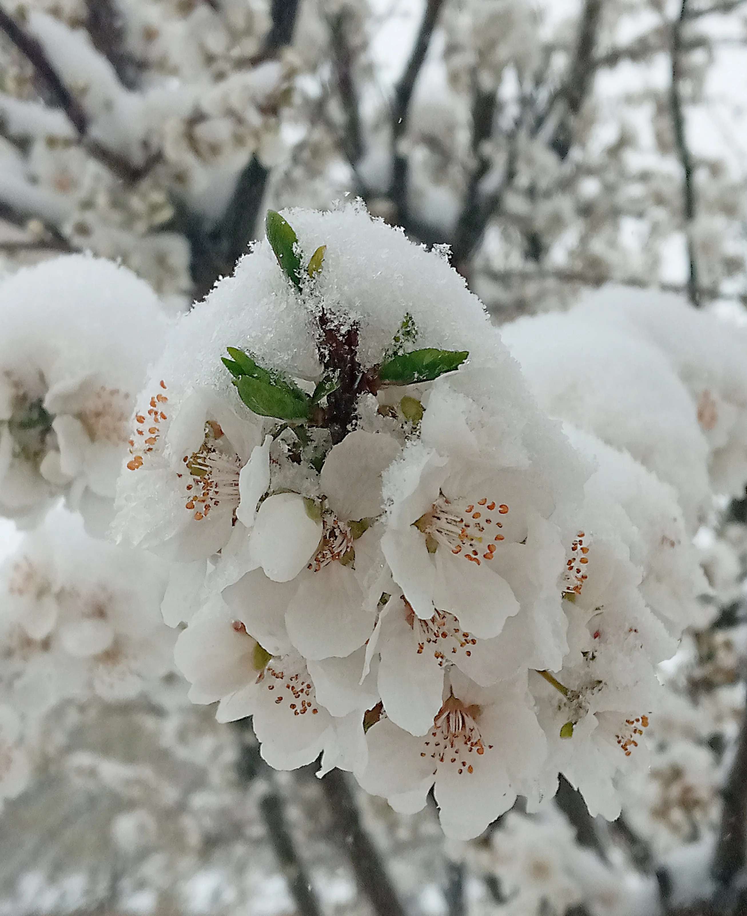 Brilliant bloom