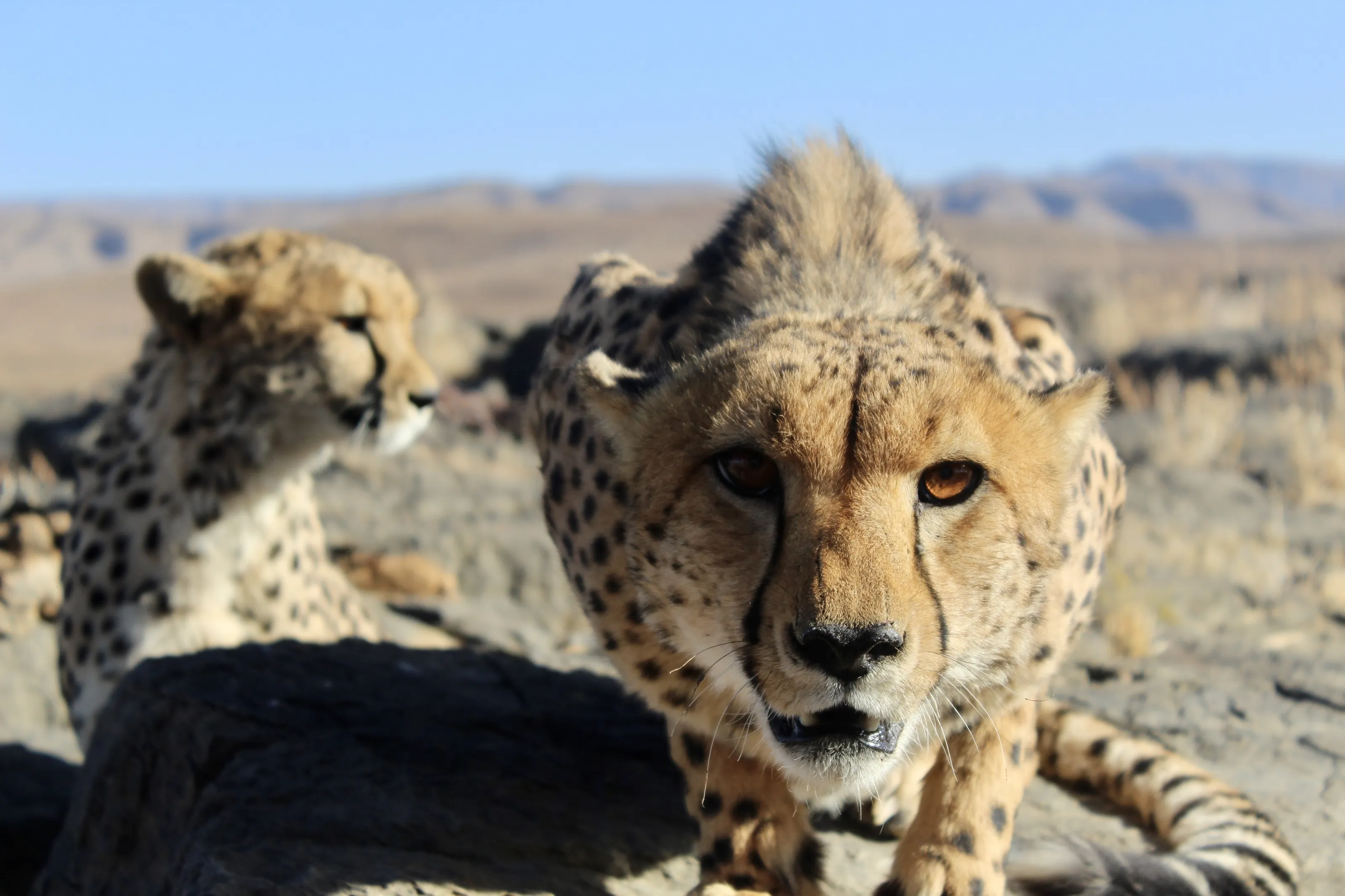 Cheetah