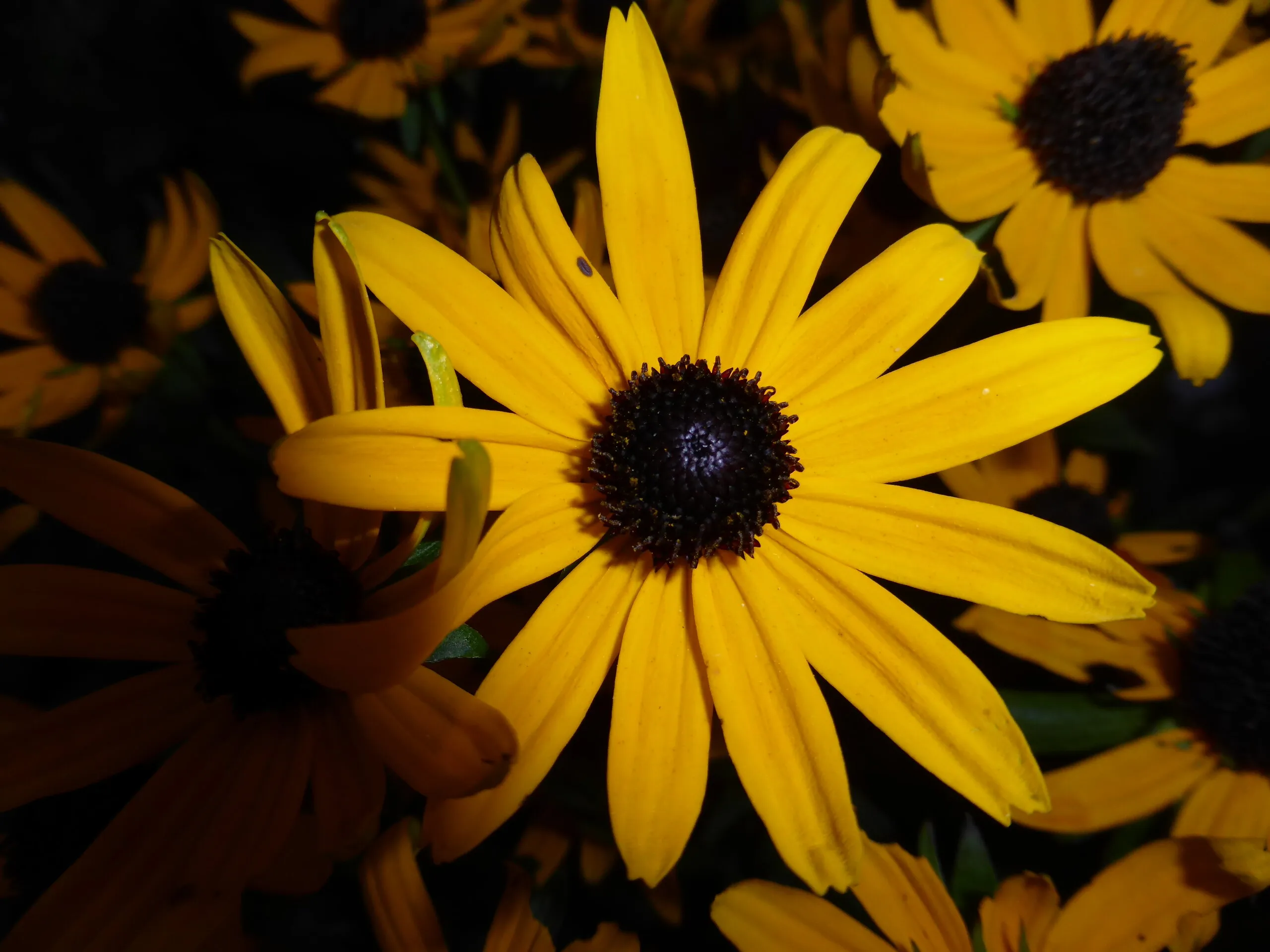 African Daisy