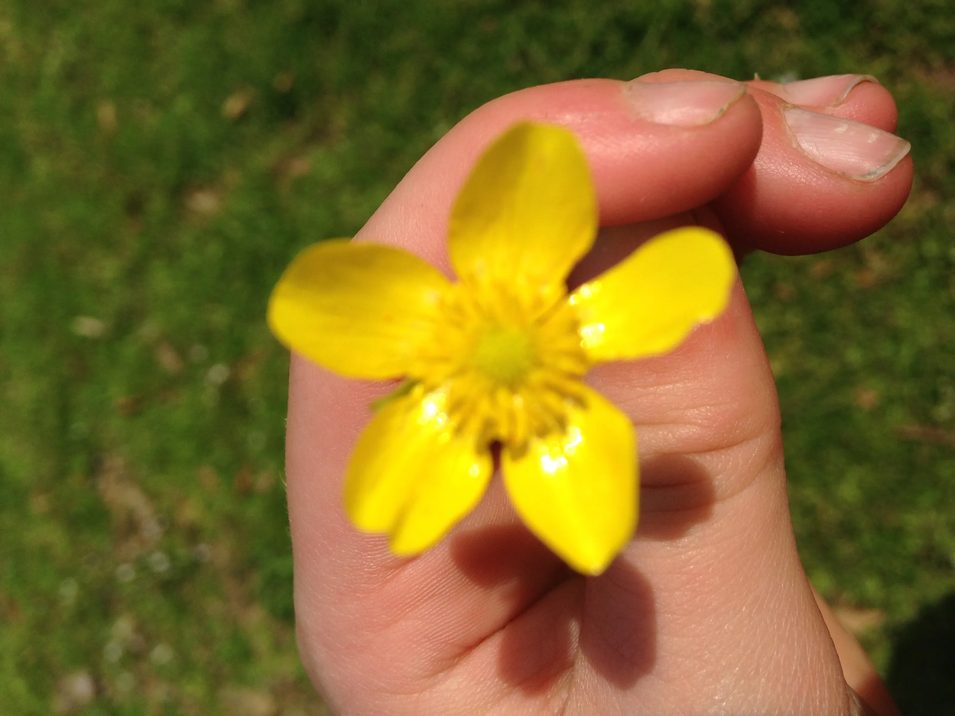 Flower Power