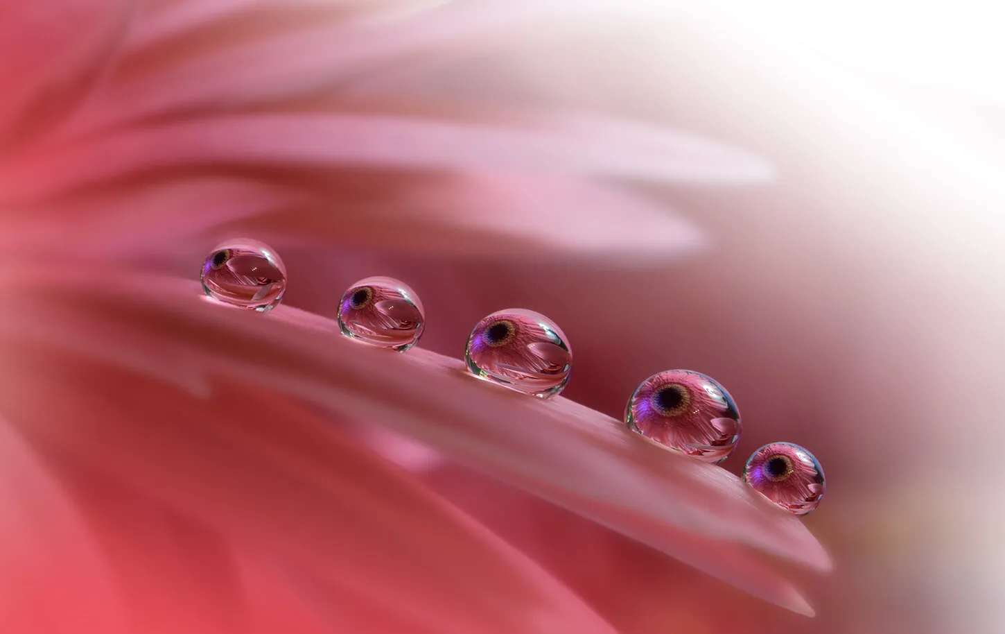Refraction and Reflections in Water Droplets