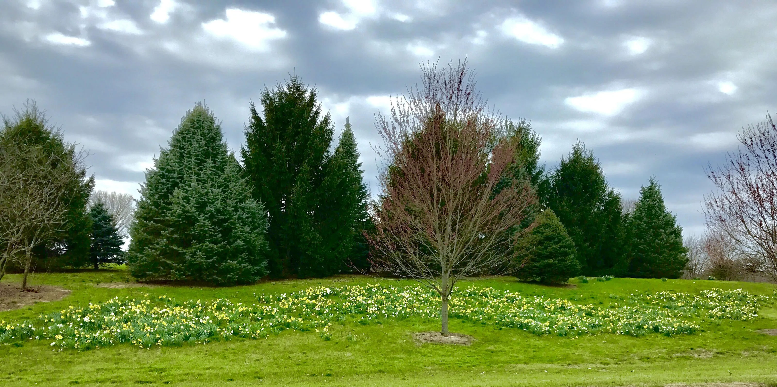 Spring at the Arboretum
