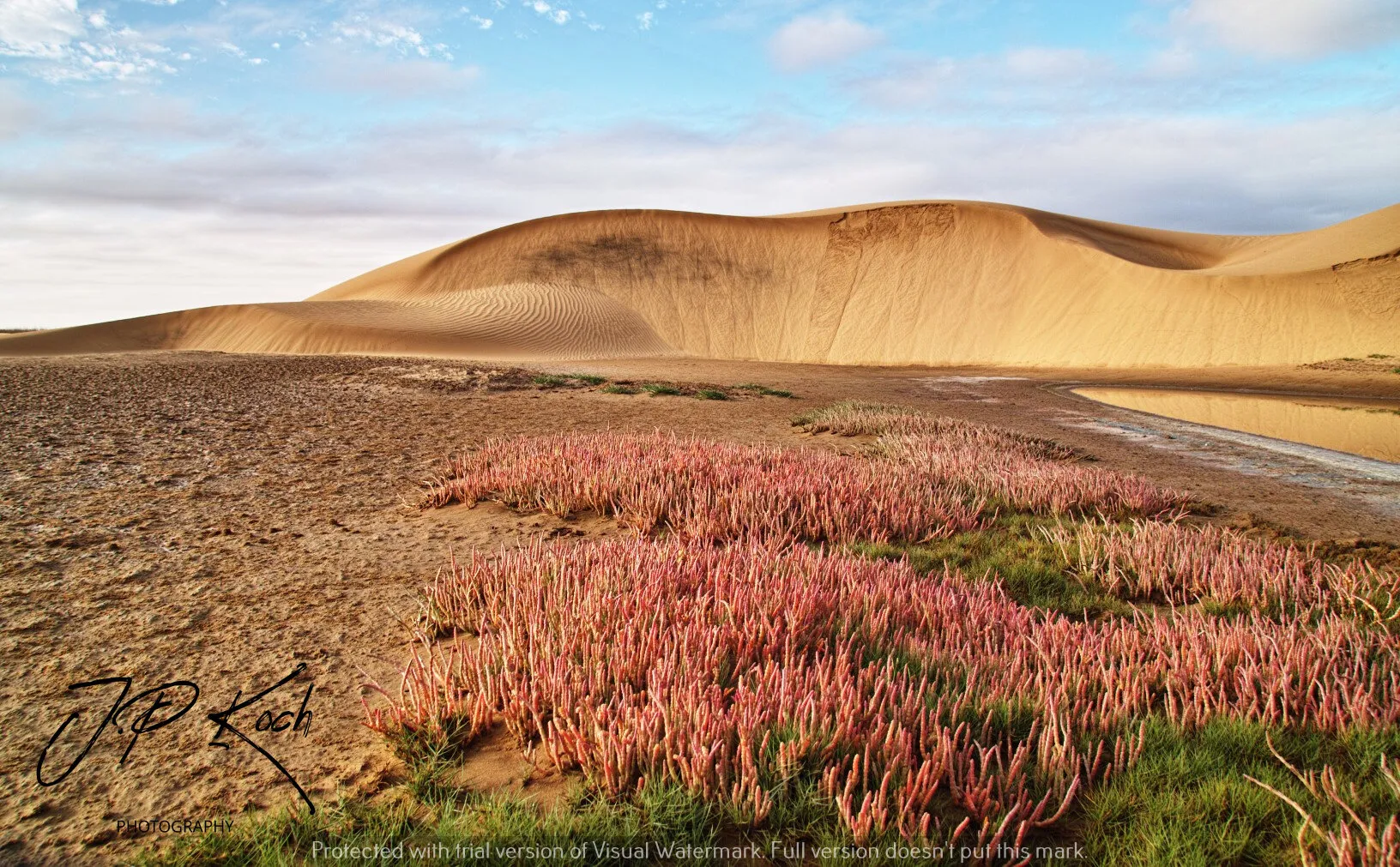Pink Samphire and the dunes