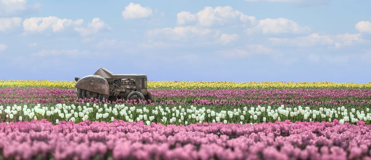 Entry 9529086
