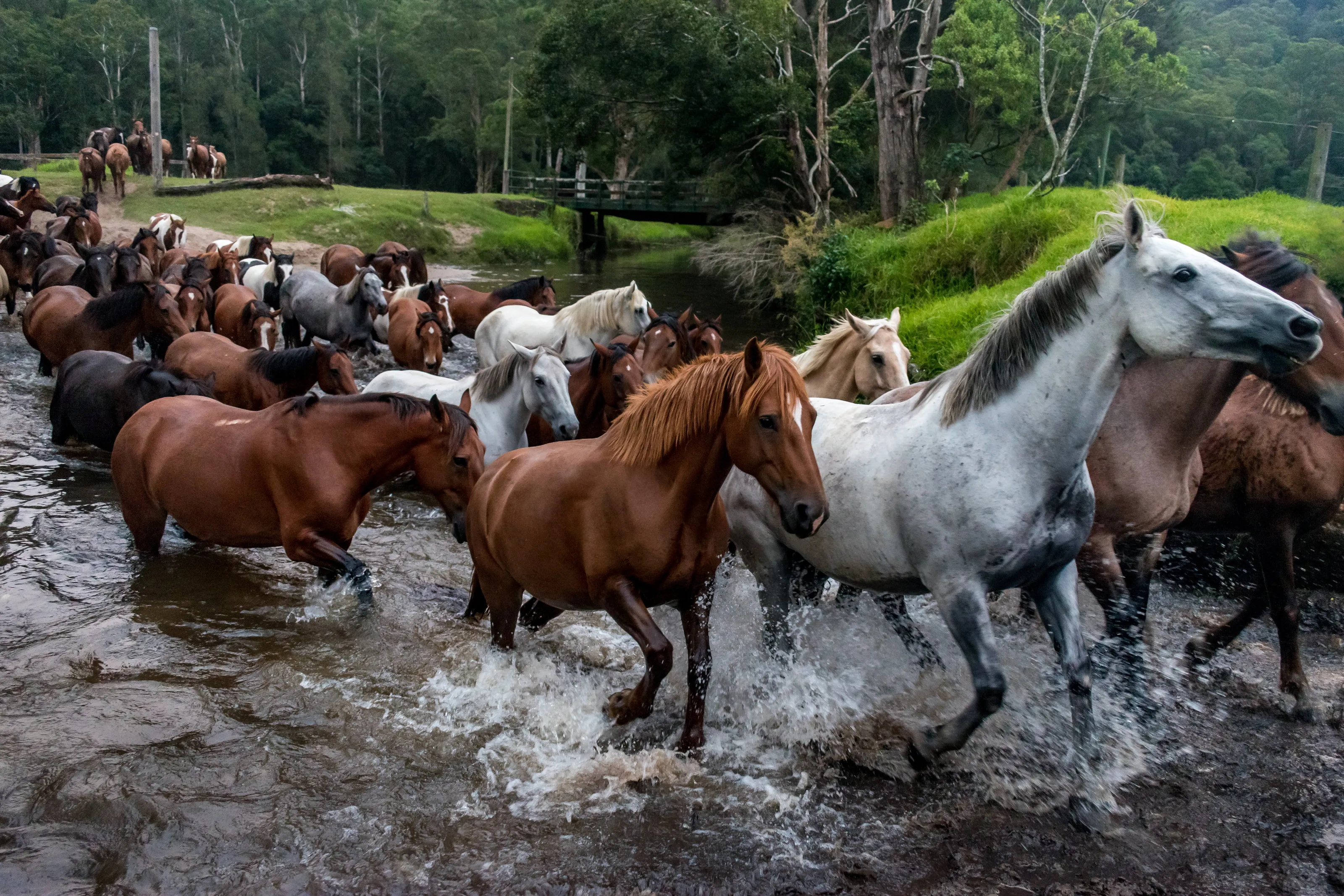 Horses Crossing a Creek