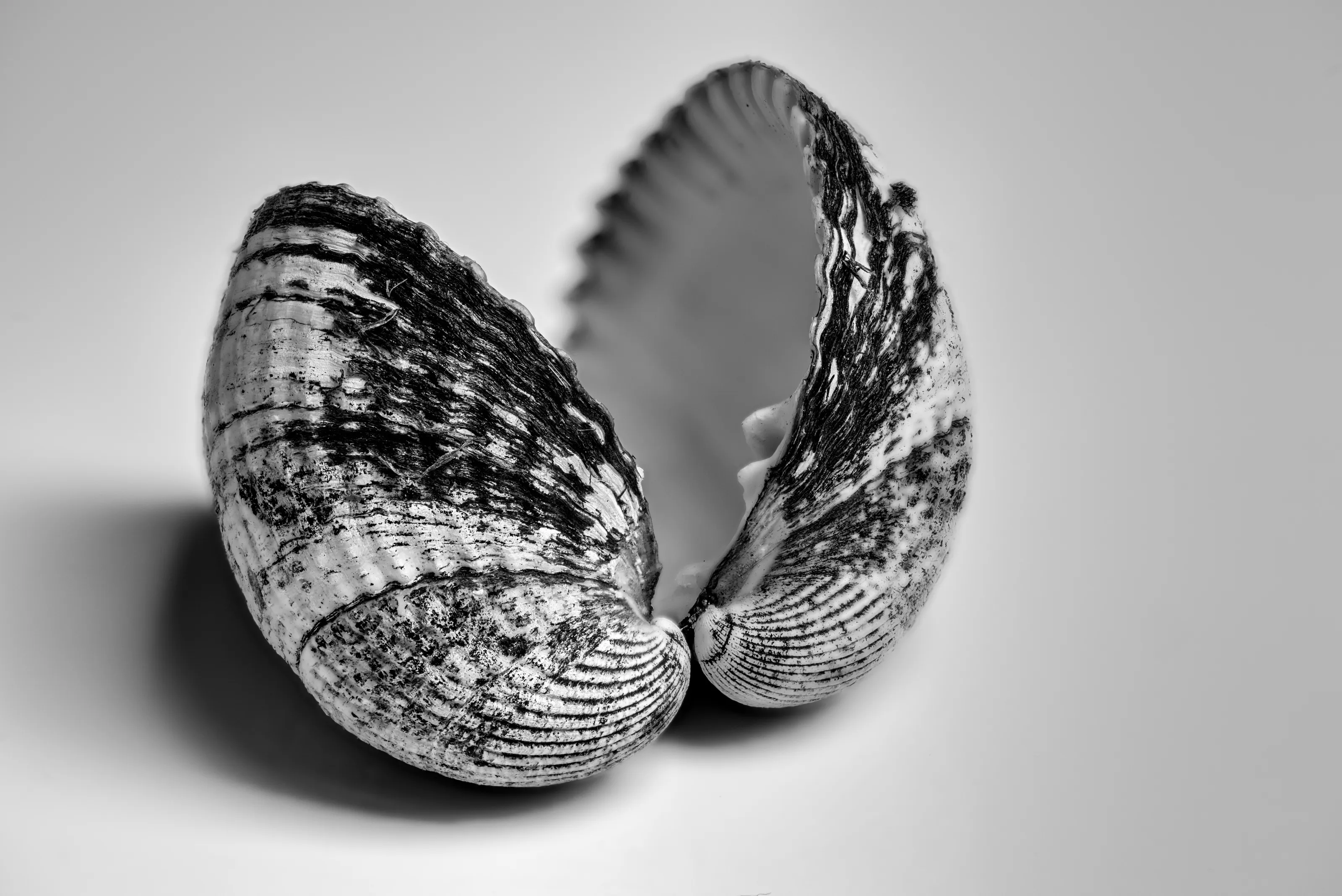 Cockle Shells