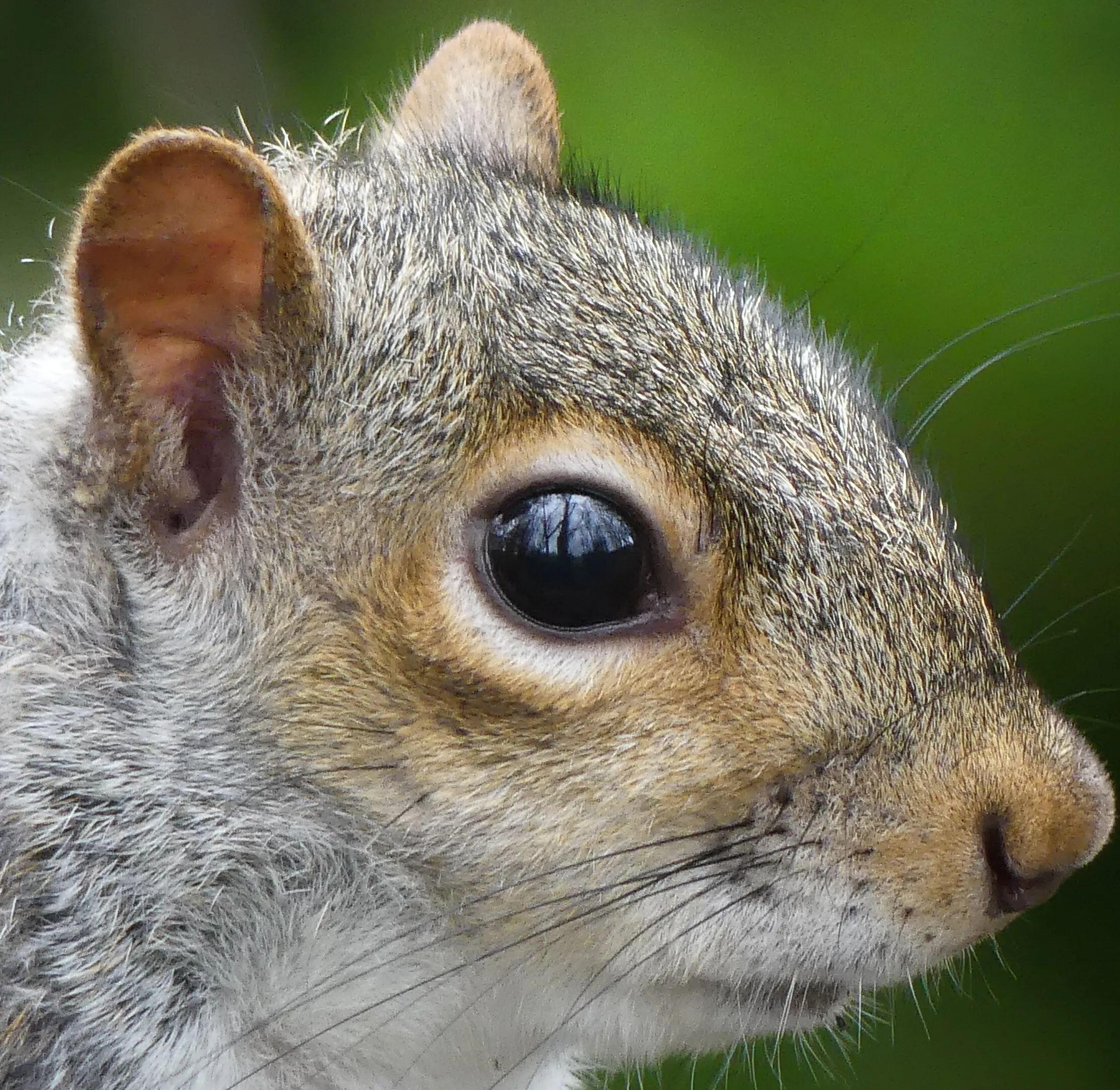 Squirrel Profile