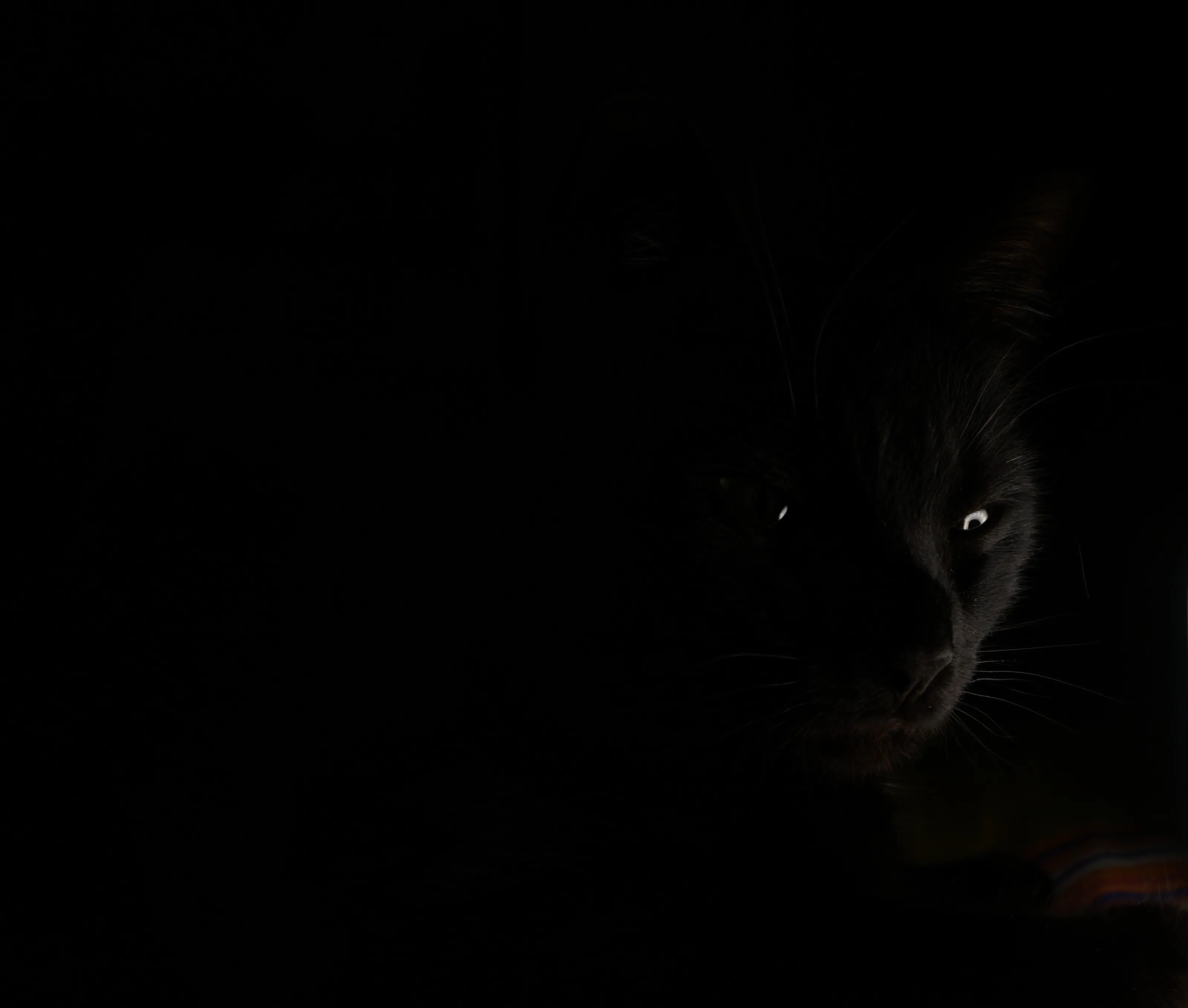 Gipsy the kitten