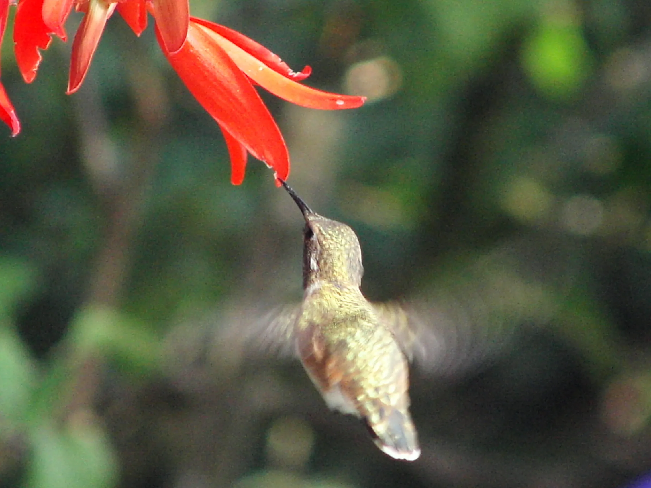 Humming Bird