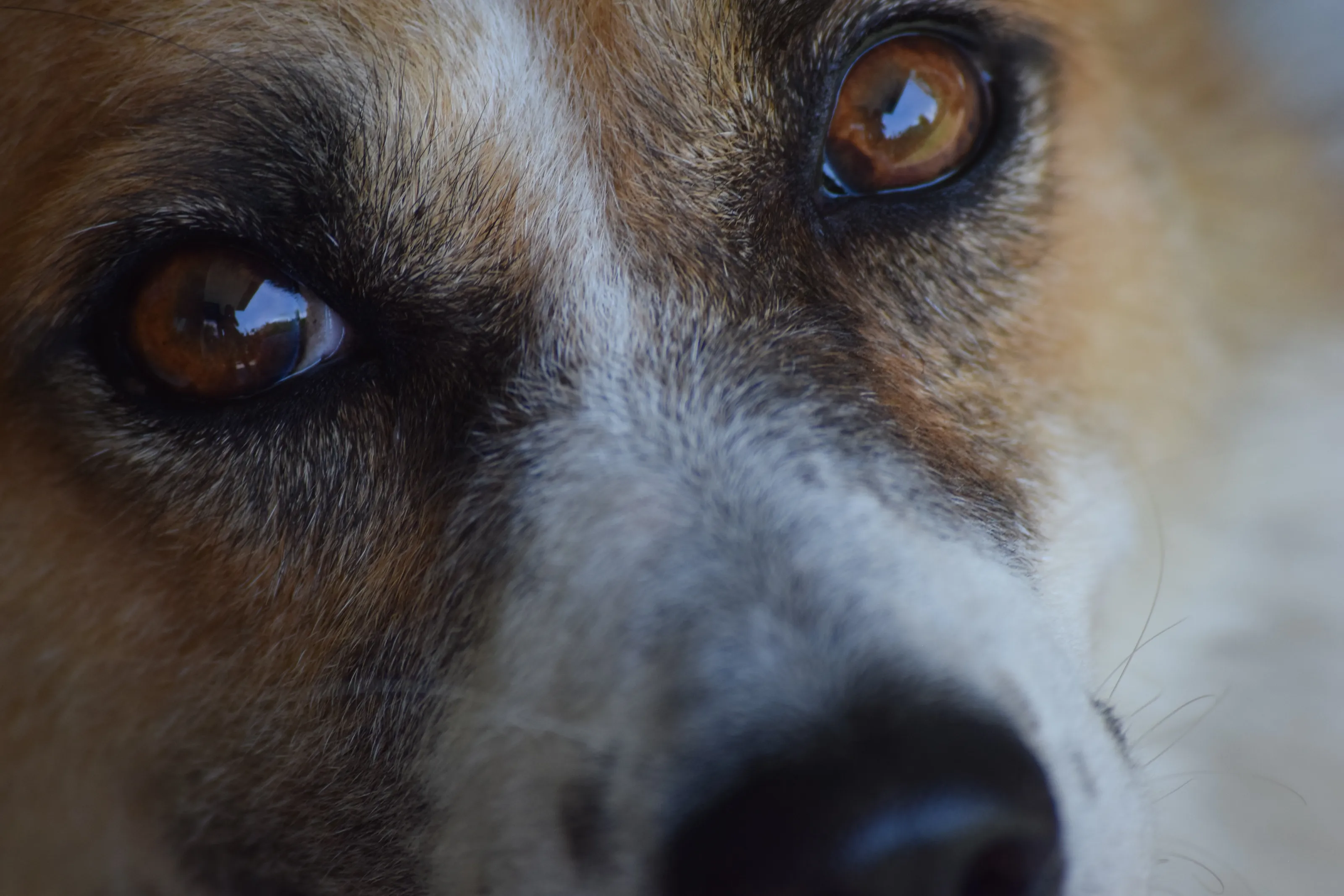 da wolf eyes