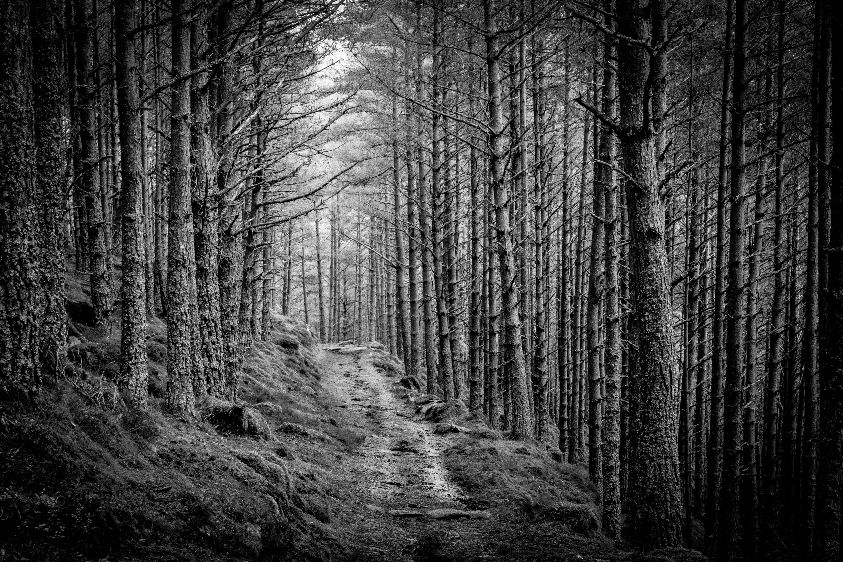 When you go down to the woods today....