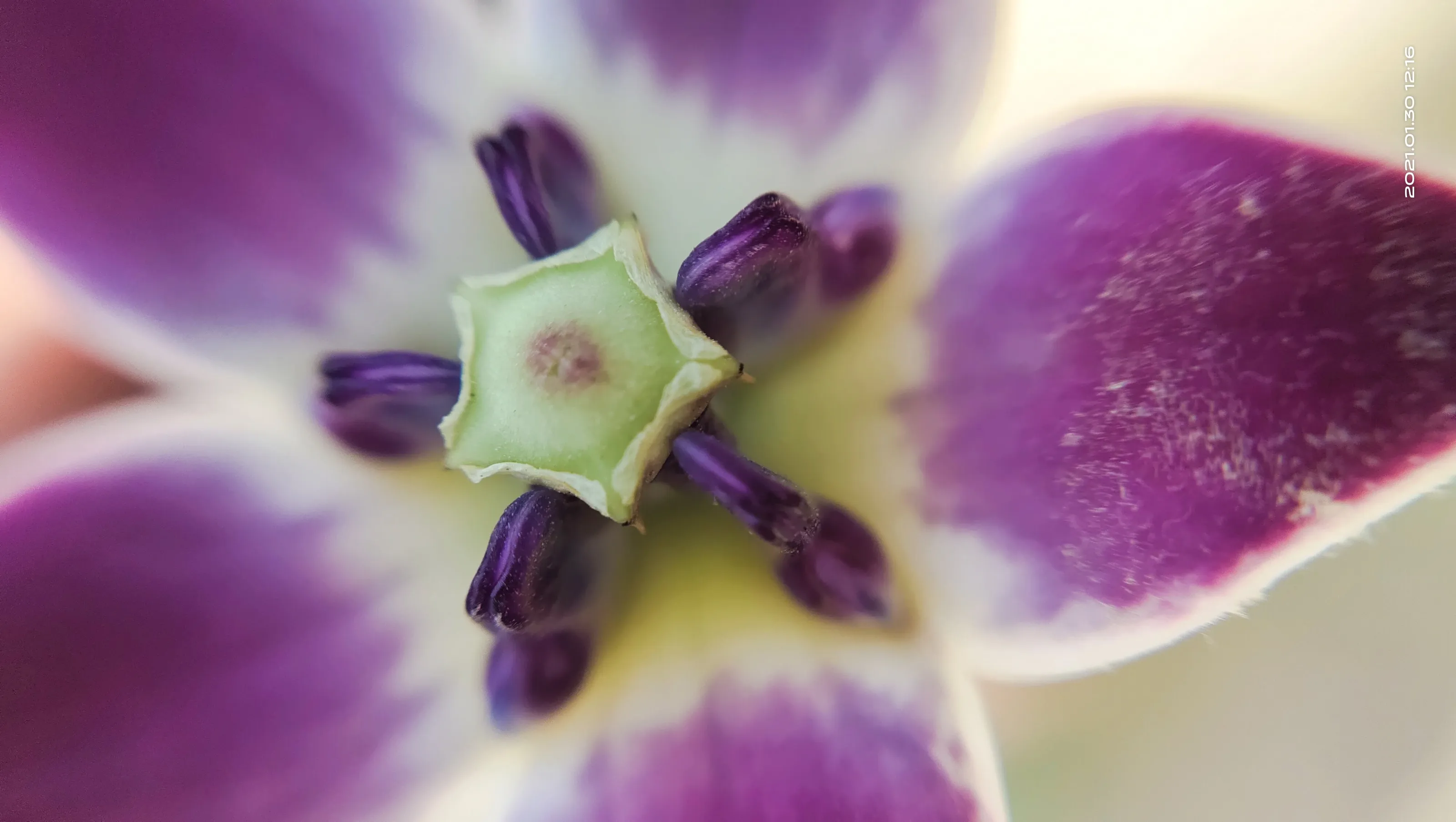 Stamen Macro