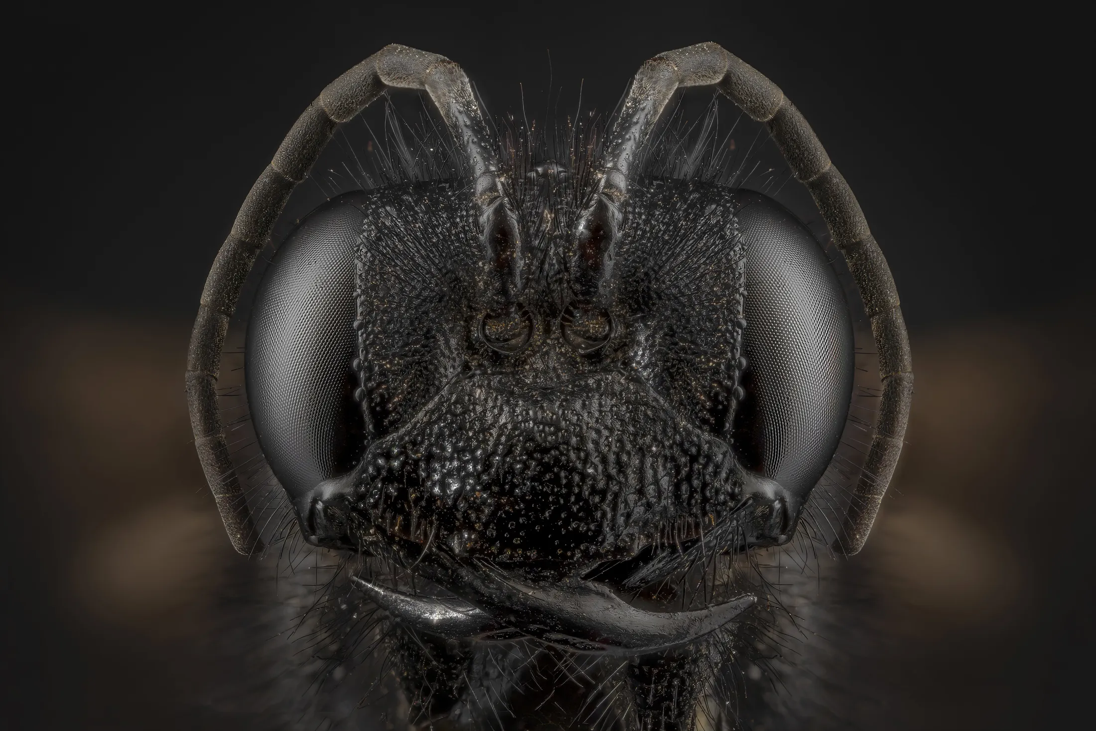 black wasp