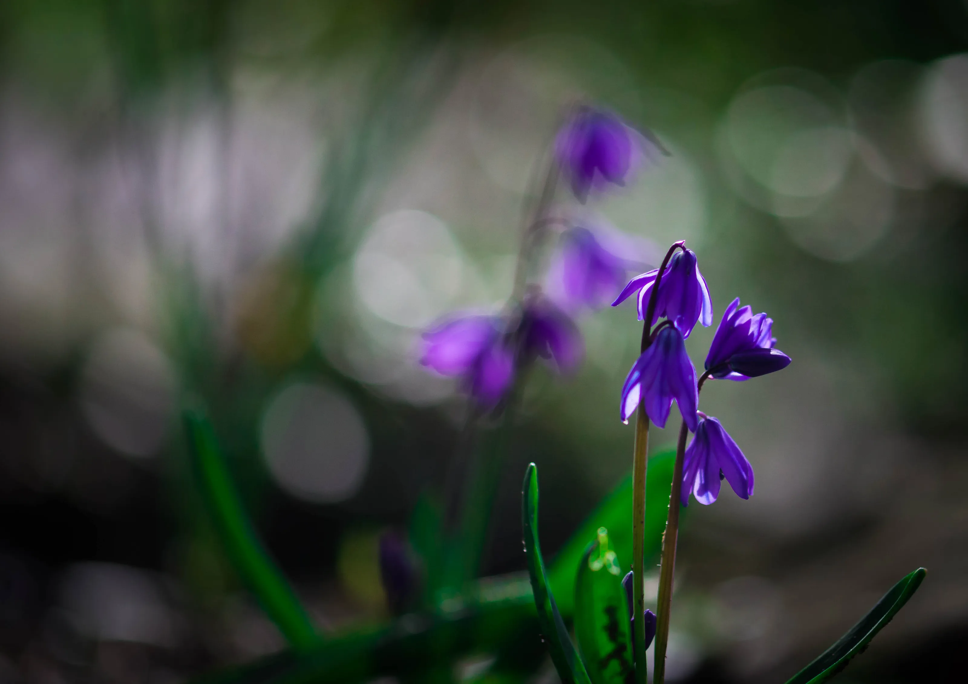 spring flower