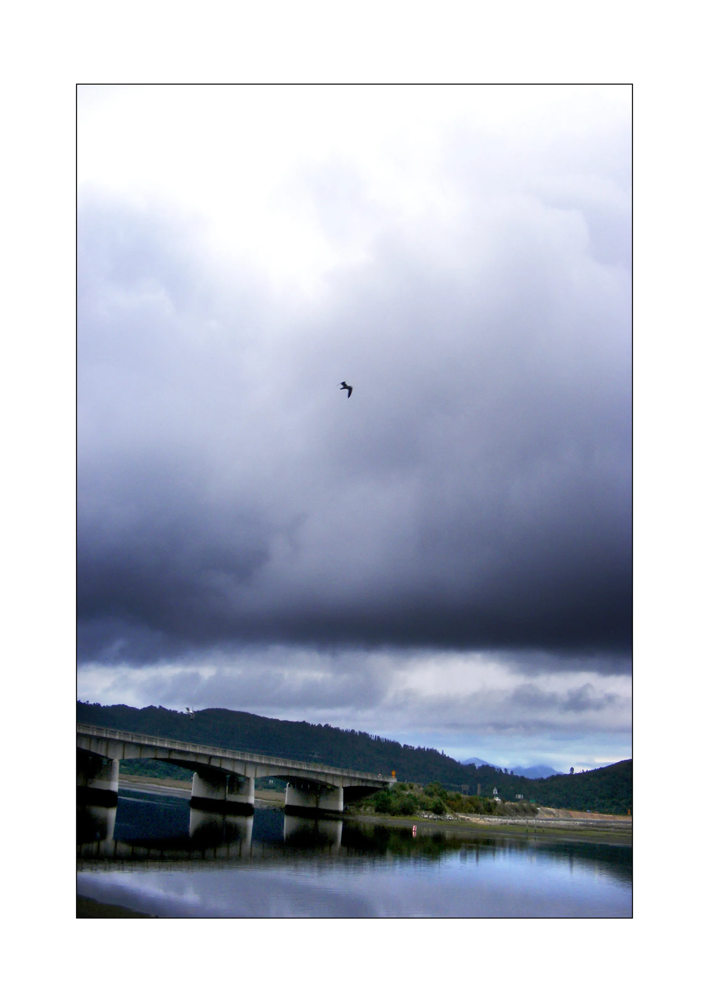 Knysna Gull