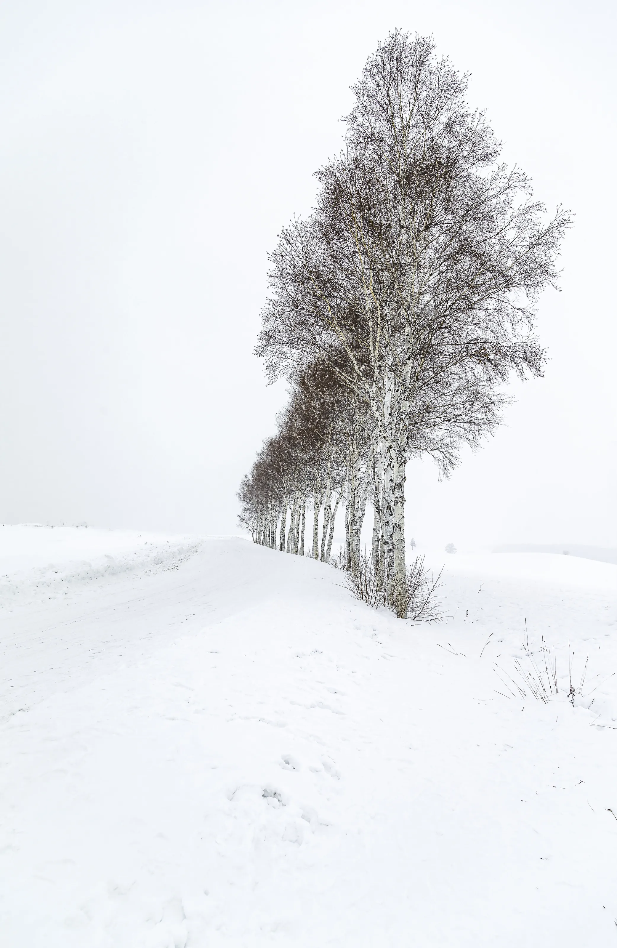 Hokkaido Sentinels